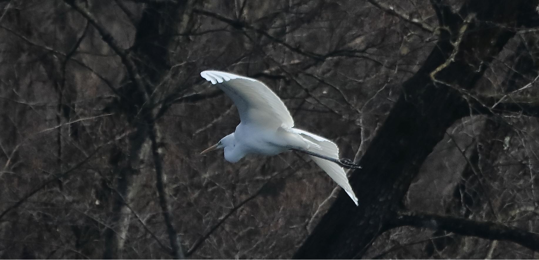 major white 14-03-2022