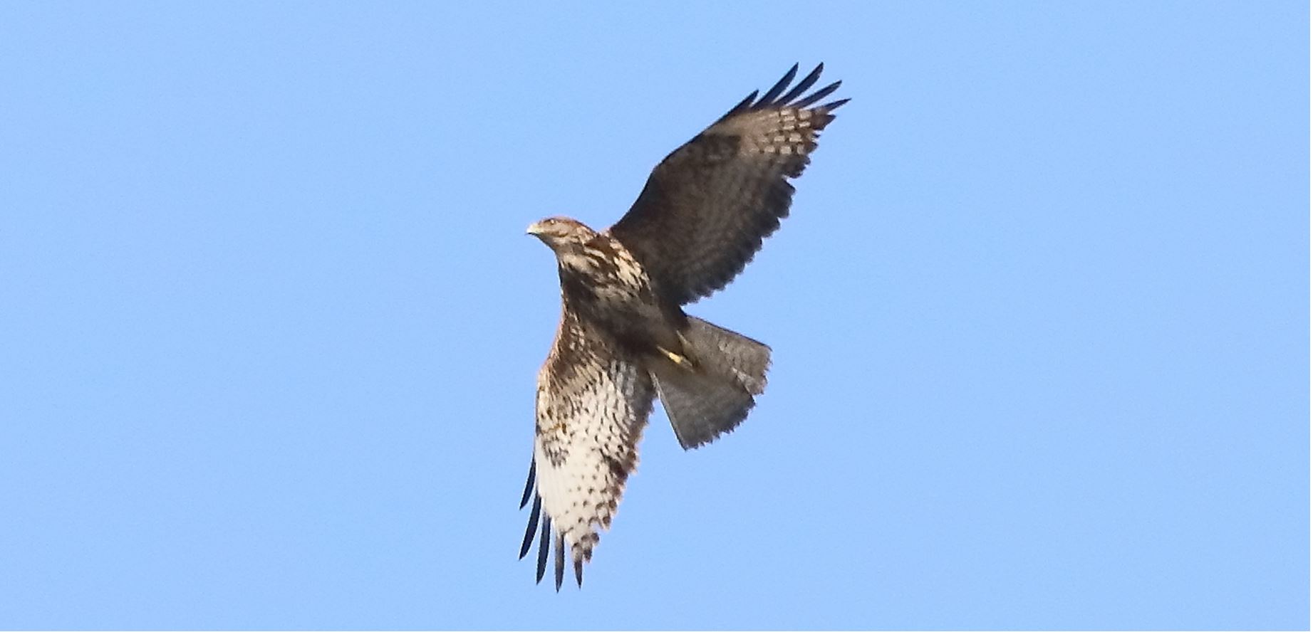 buzzard 10-03-2022