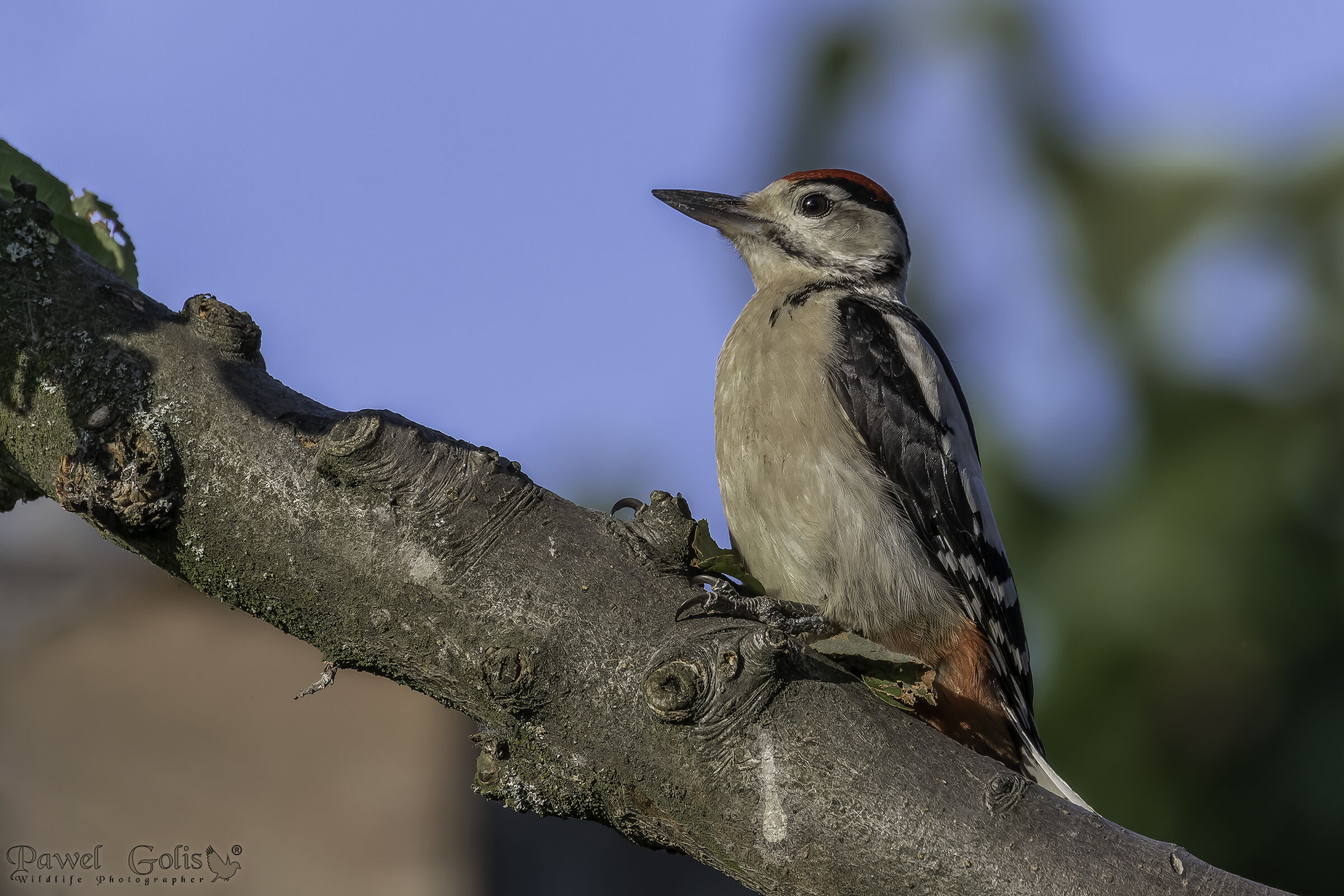 Picchio macchiato medio (Dendrocoptes medius)