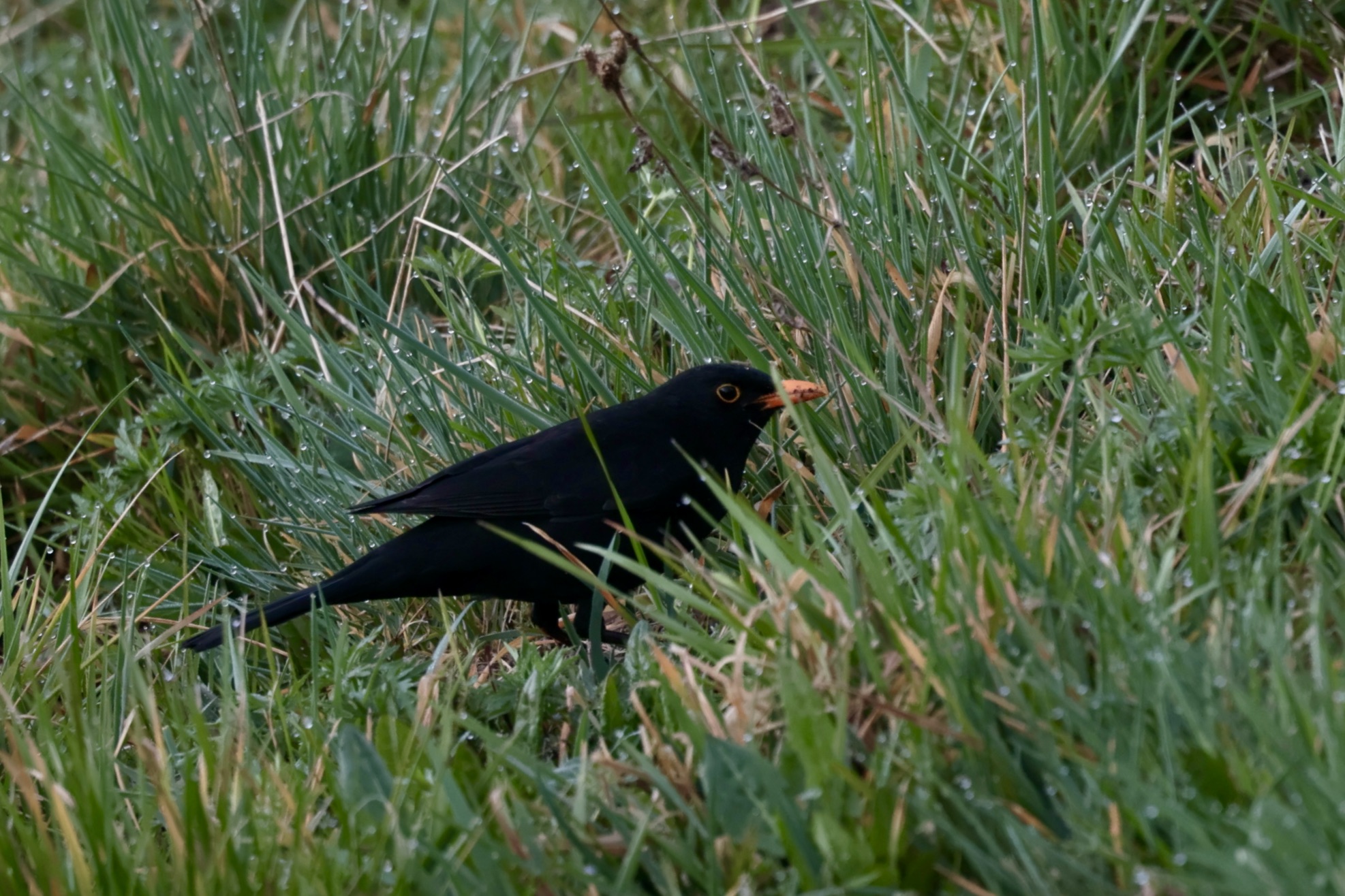 common blackbird