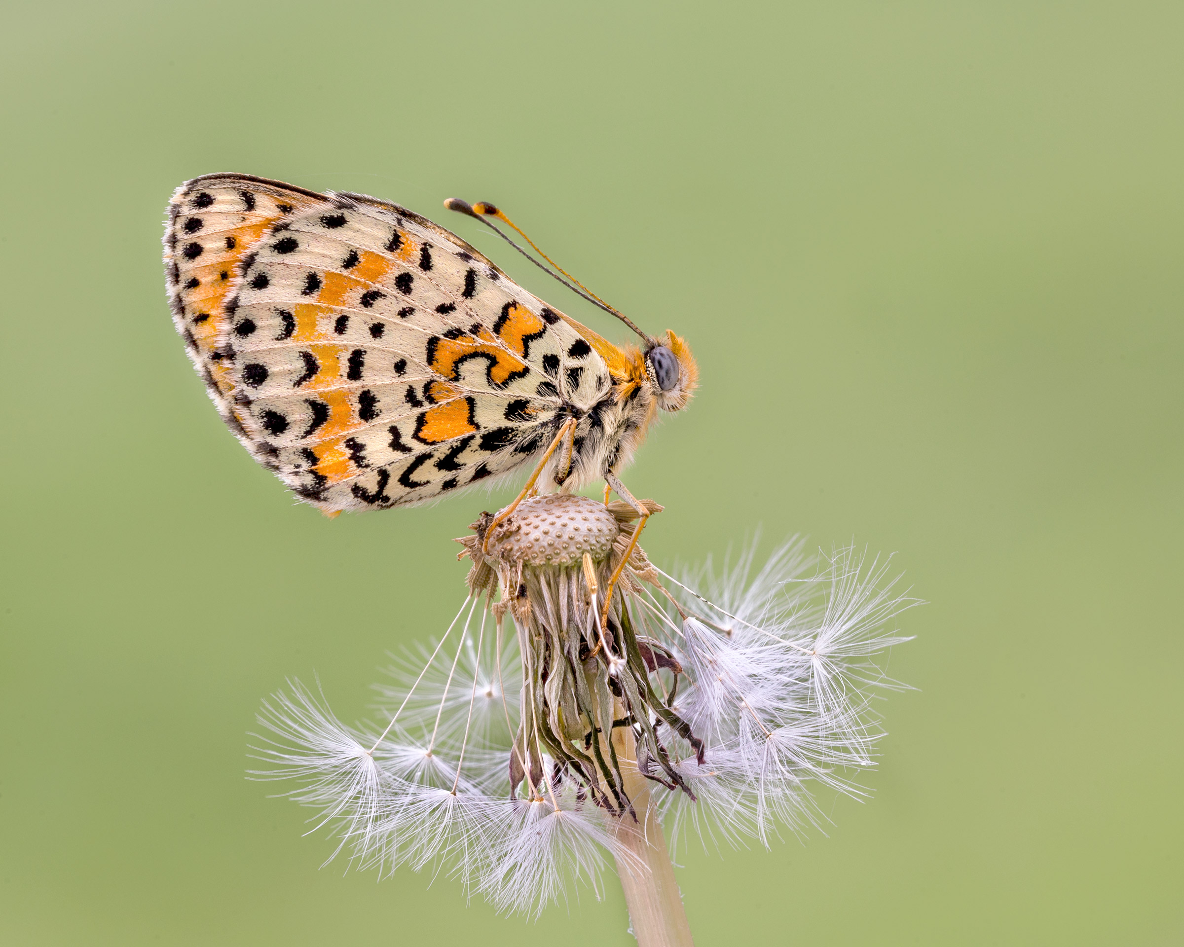Melitaea