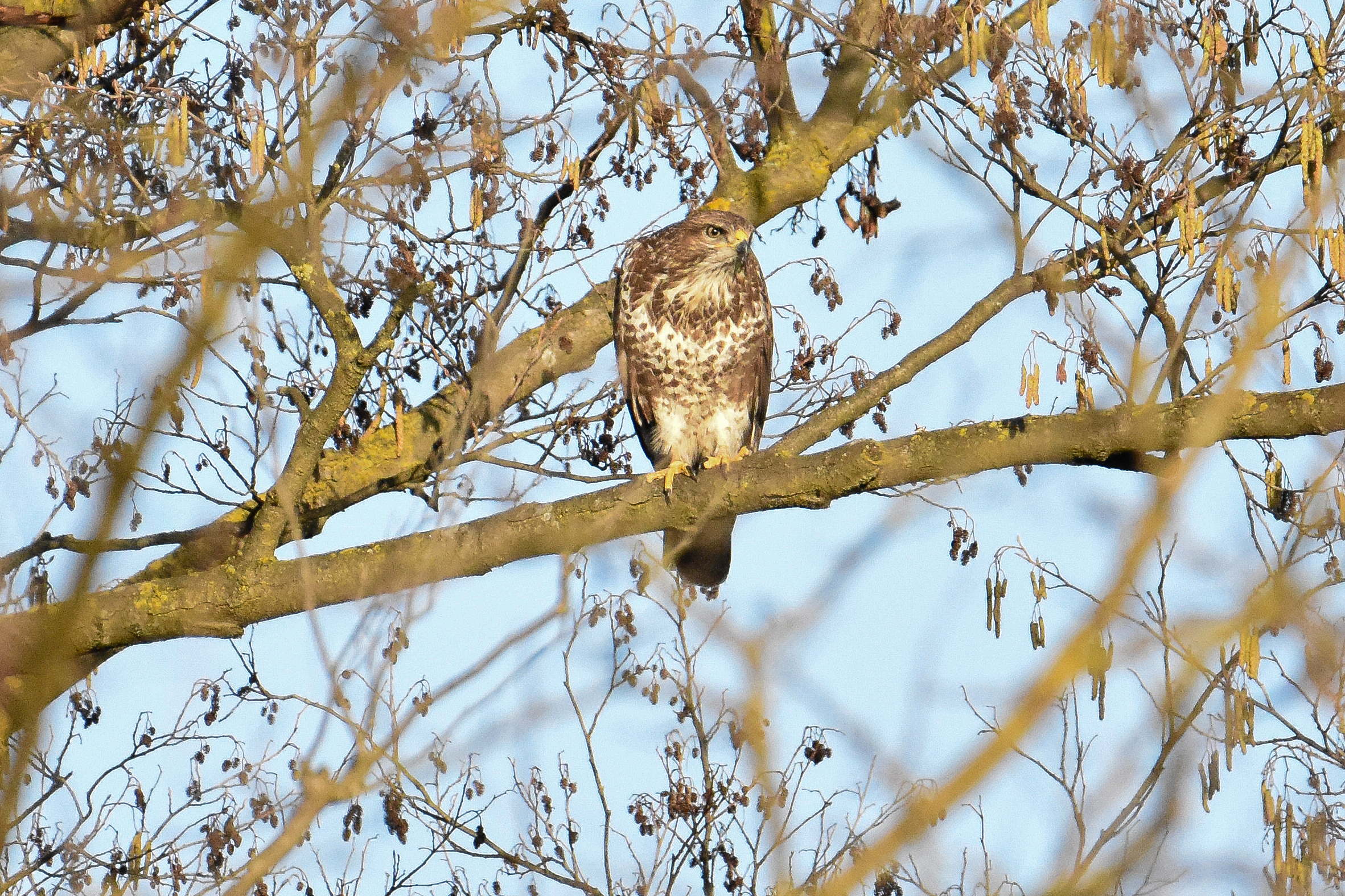 BUZZARD