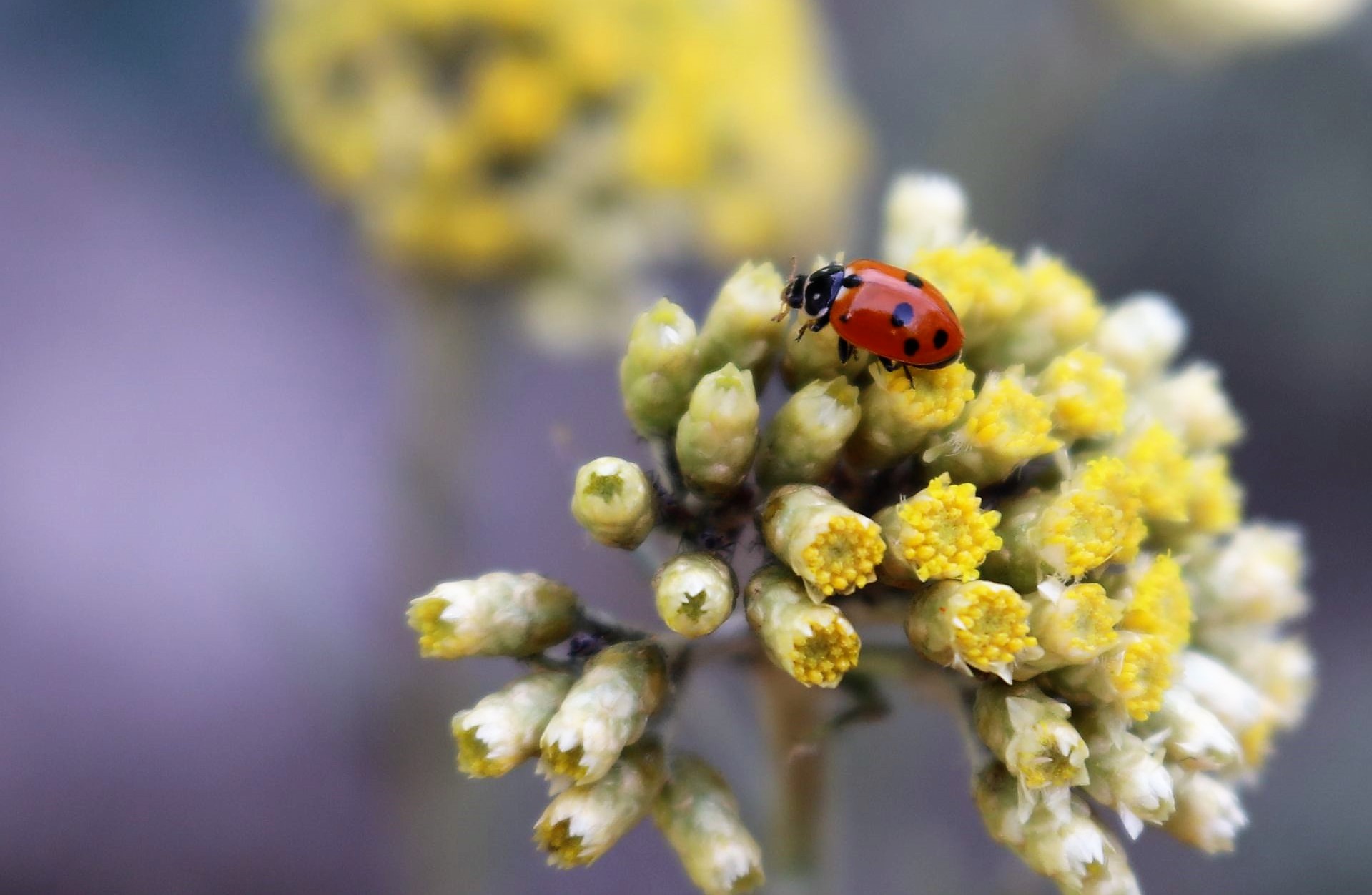 the helichrysum and the ladybug - the flower and Ladybug