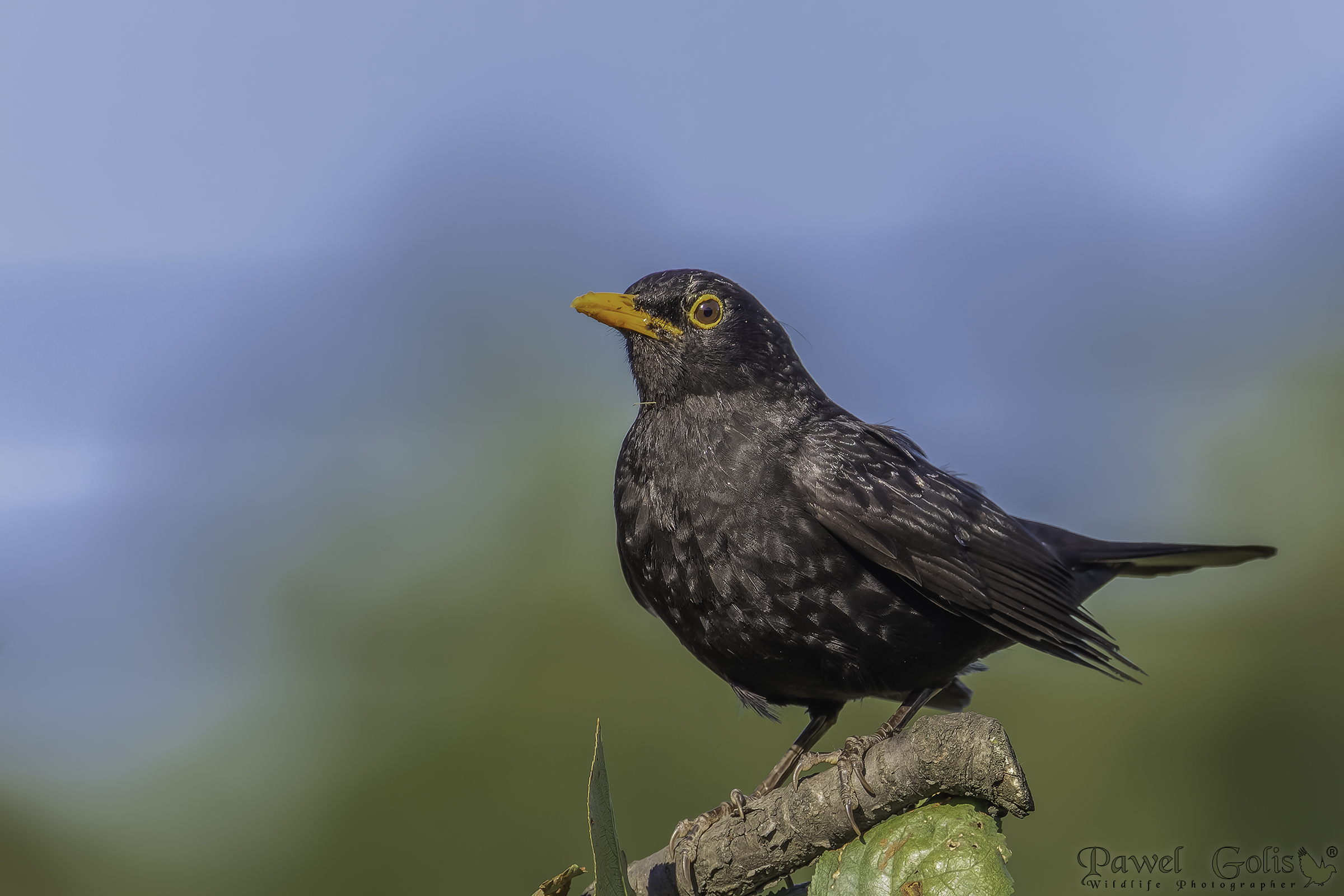 Merlo comune (Turdus merula)