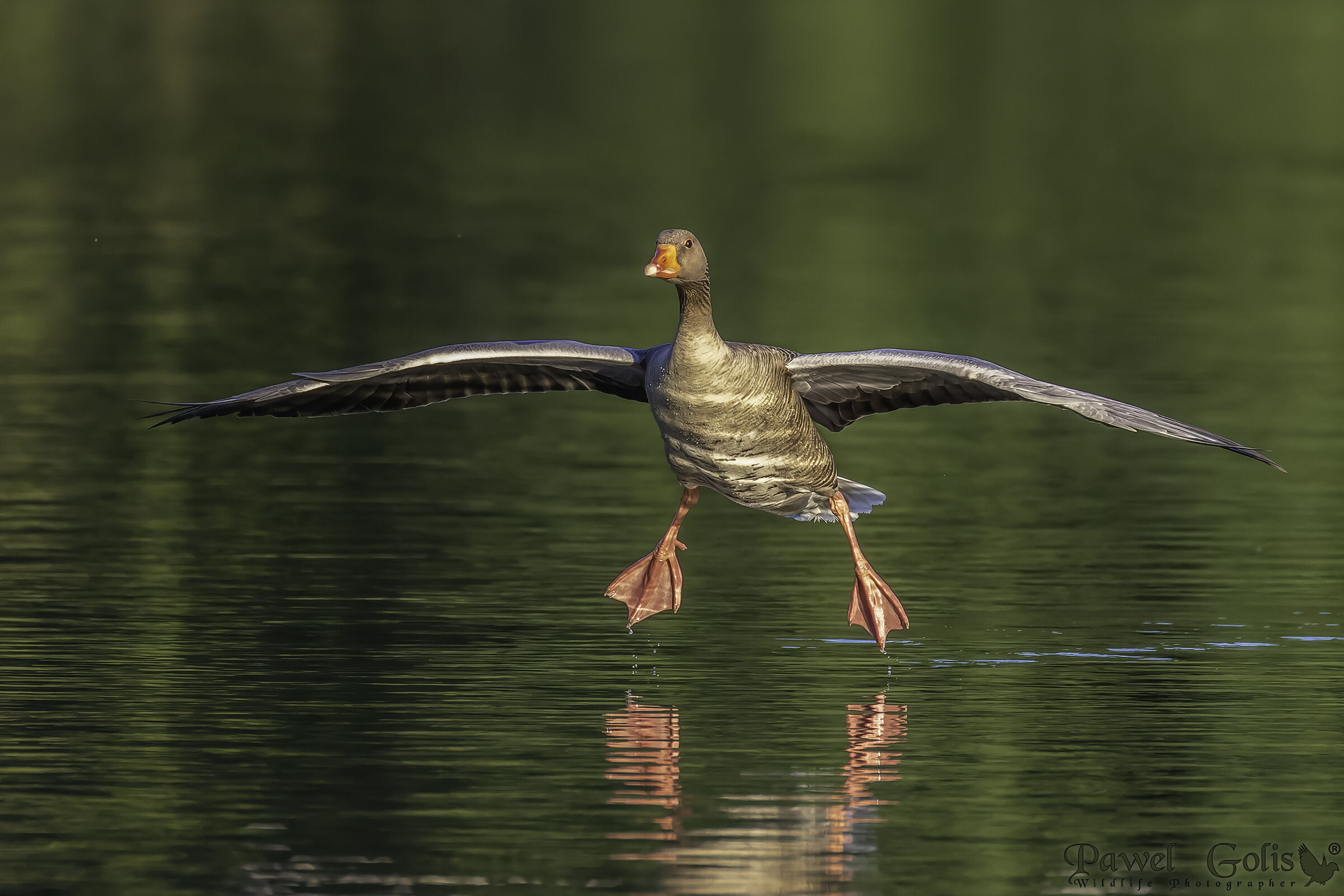 Oca Greylag (Anser anser)