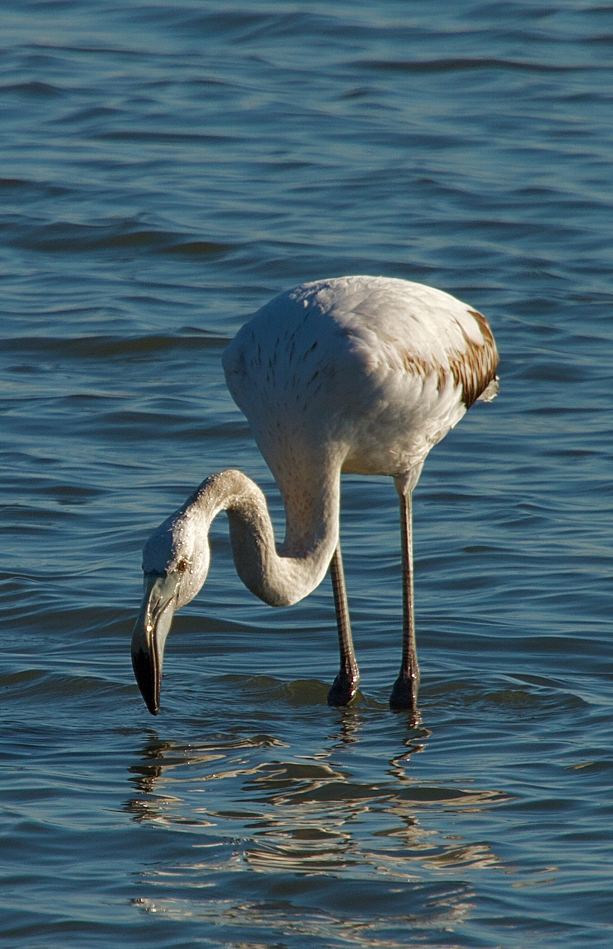 Young Flamingo