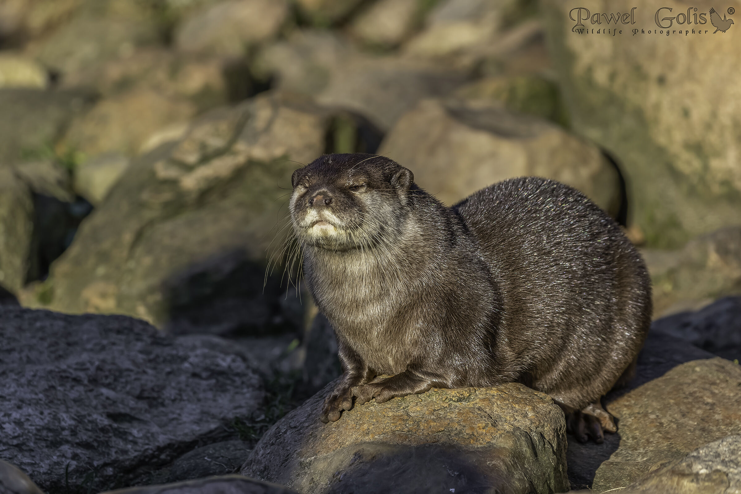Lontra eurasiatica (Lutra lutra)