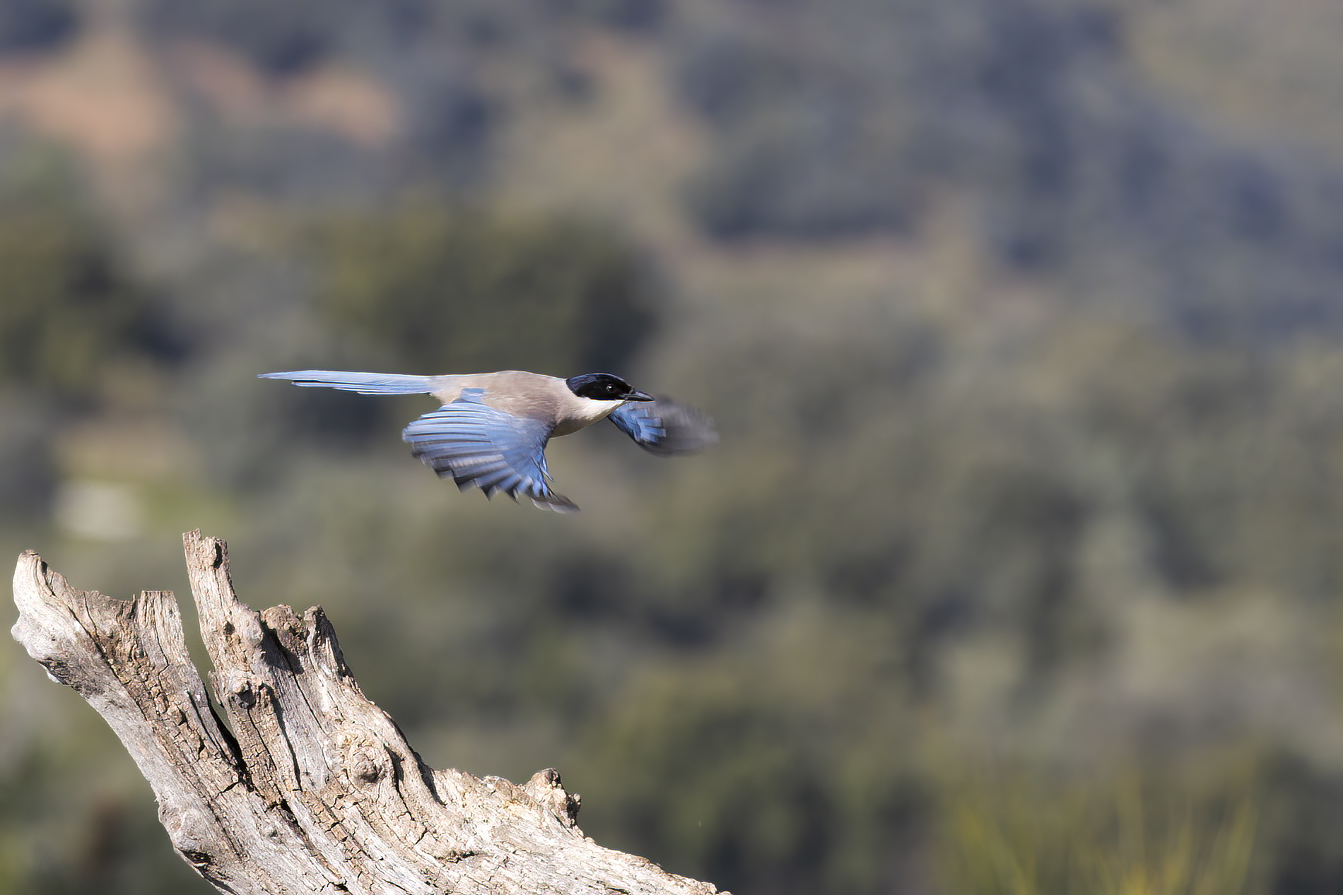 flight of the blue-wing magpie