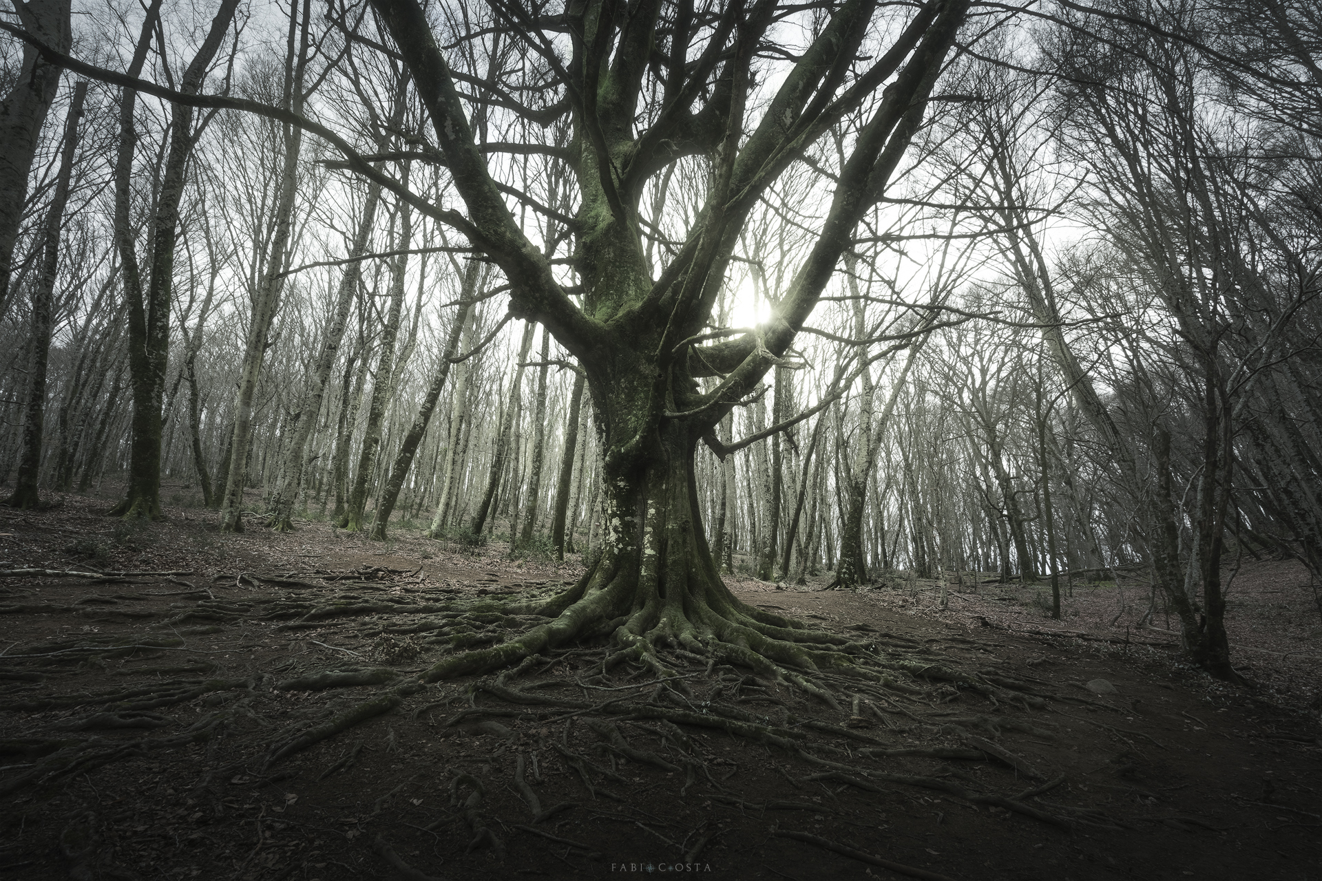 Into the wood