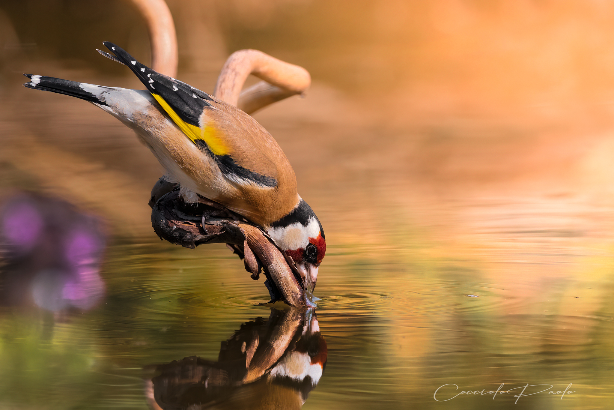 a fior d'acqua dissetarsi