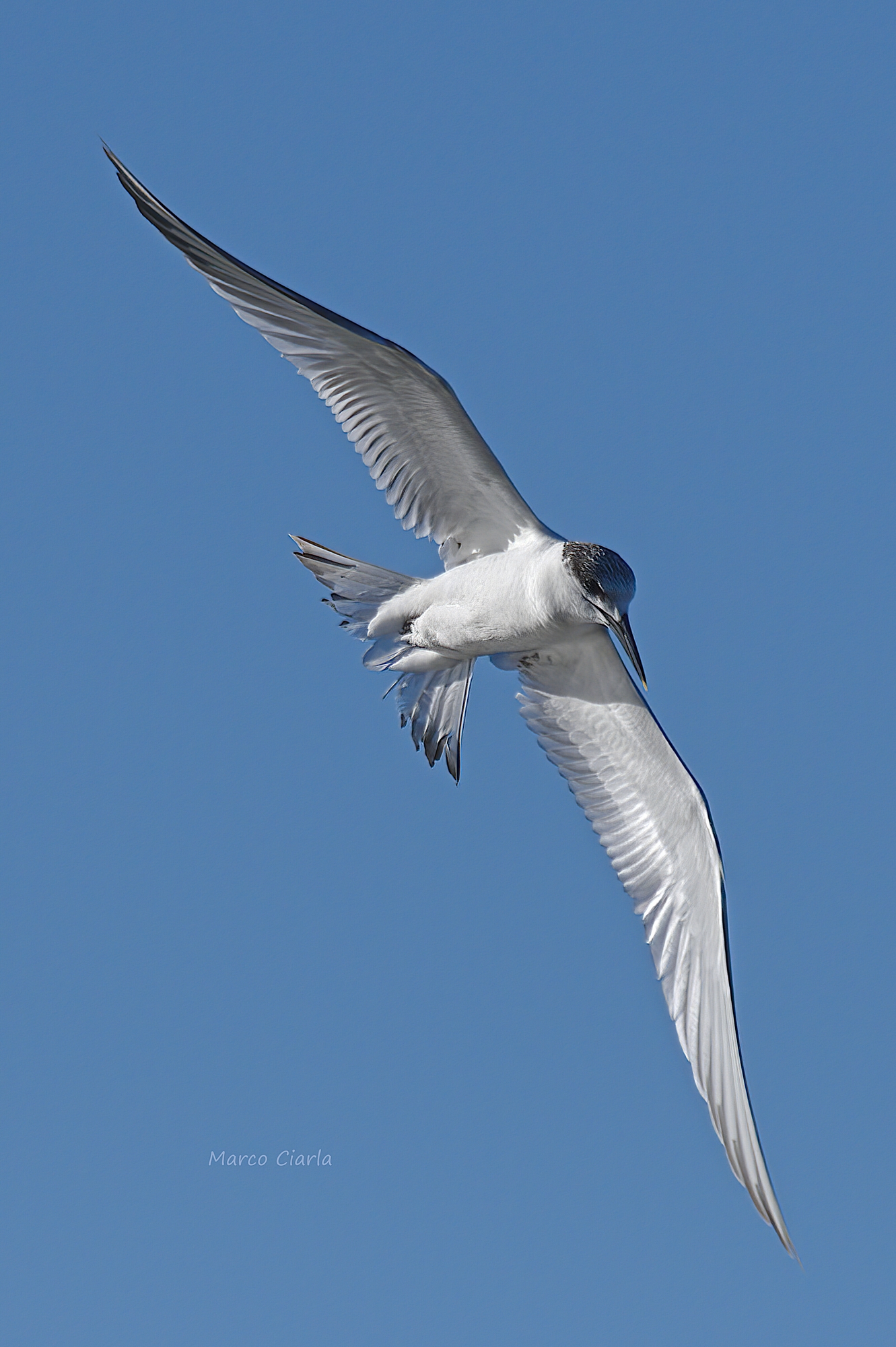 Beccapesci (Thalasseus sandvicensis )