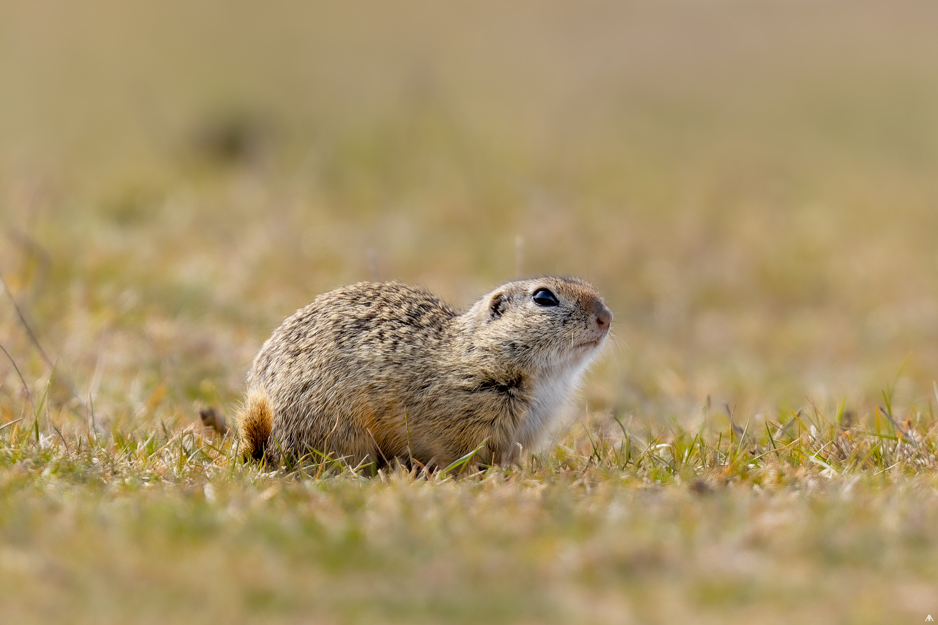 Spermophilus citellus
