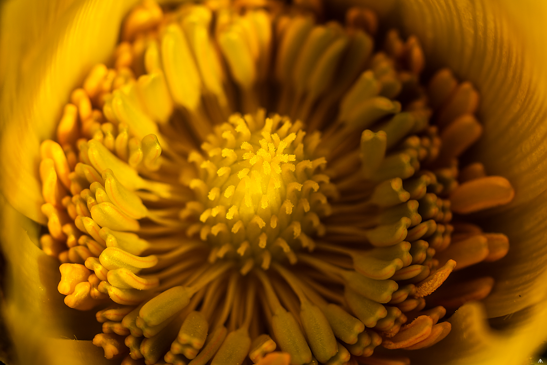 Adonis vernalis