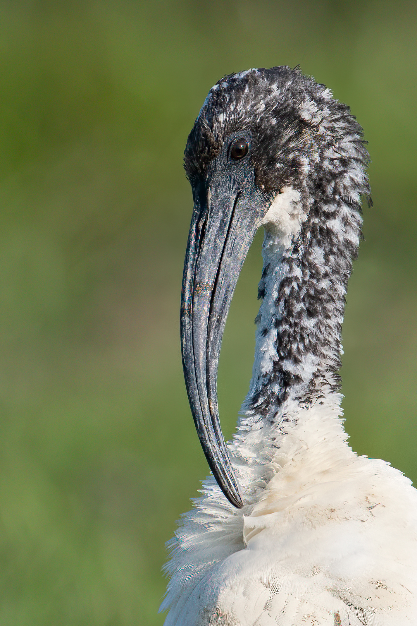 Ibis Sacro