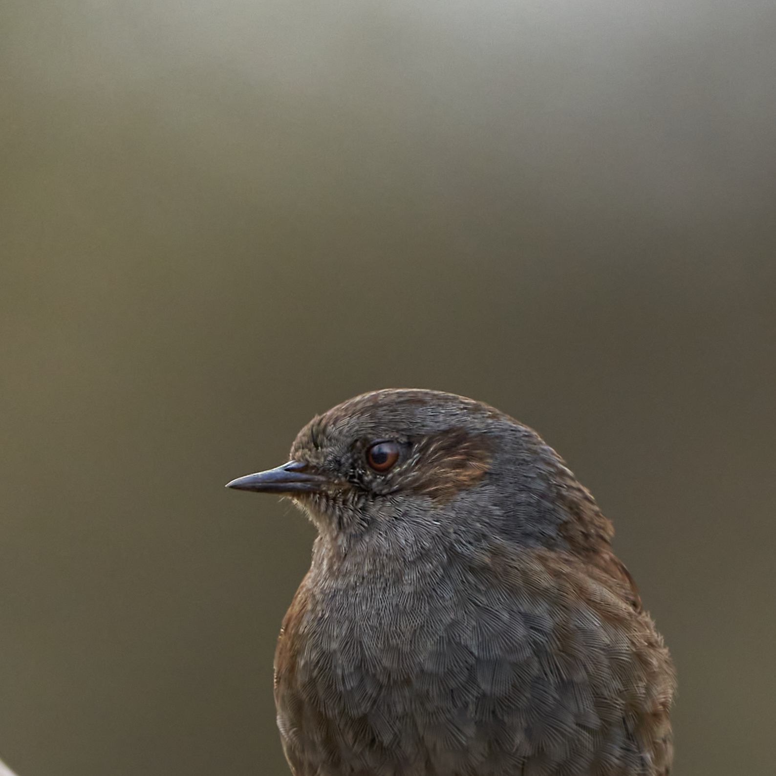 Intense gaze