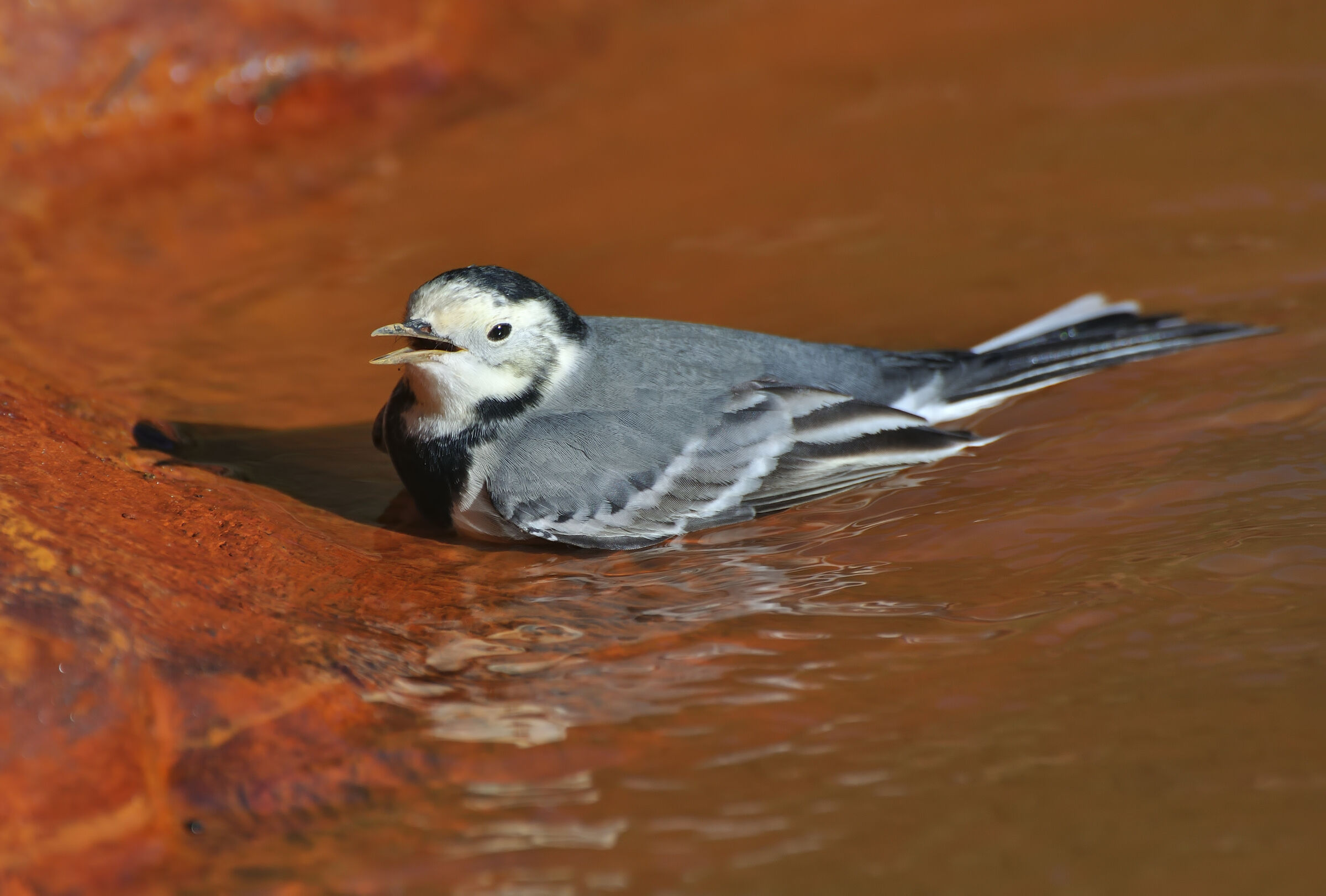 White wagtail