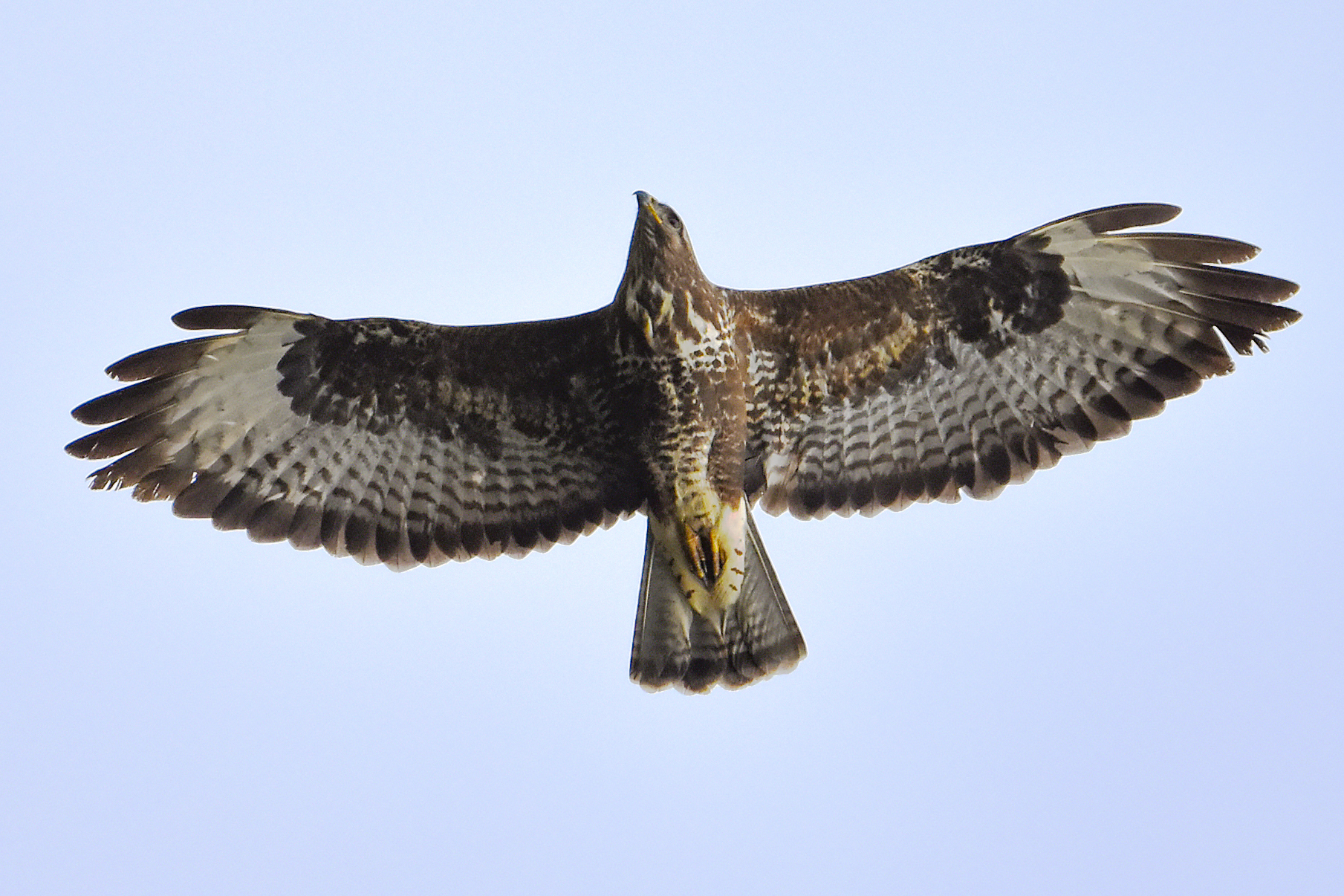 BUZZARD