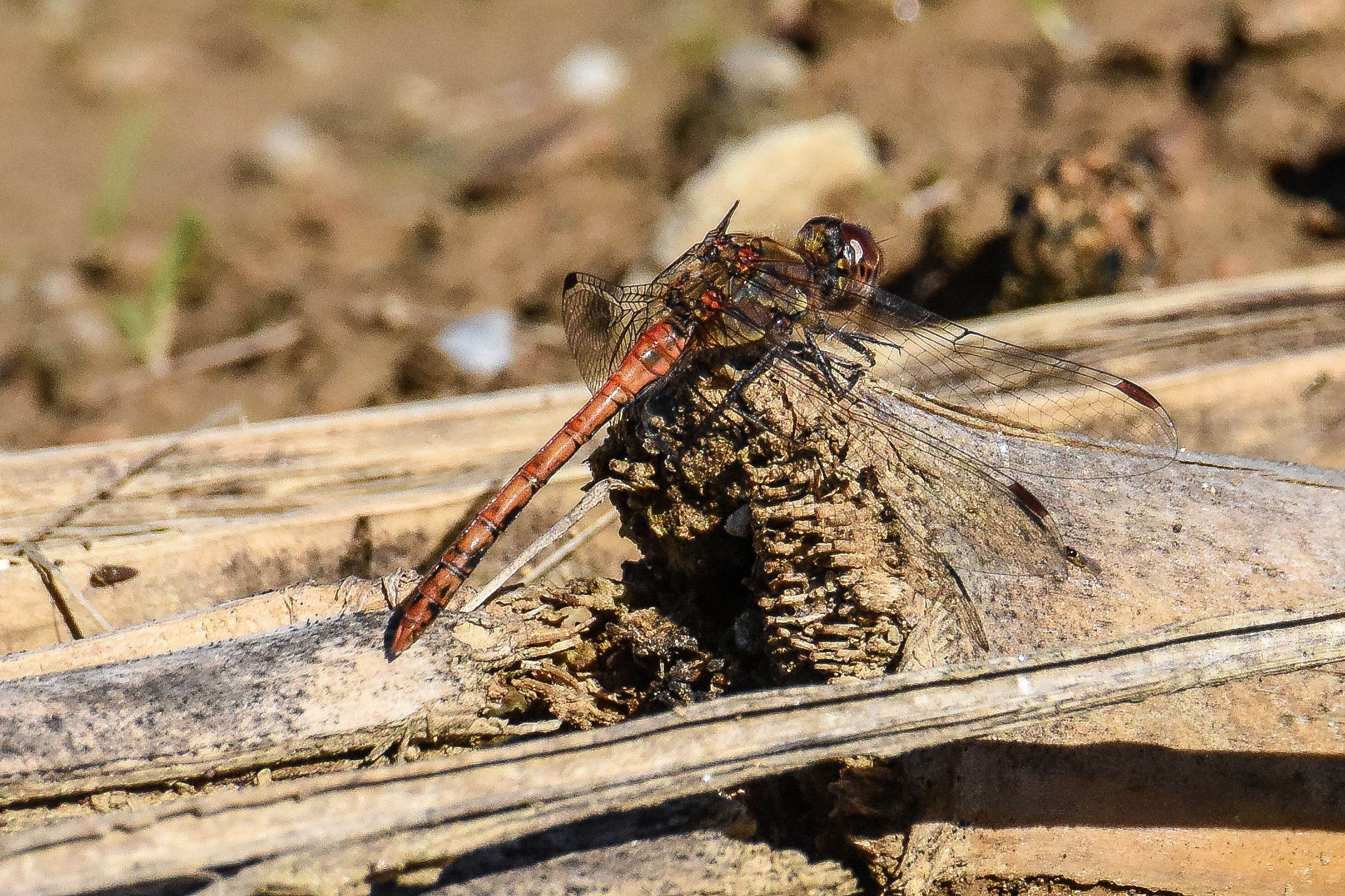 DRAGONFLY