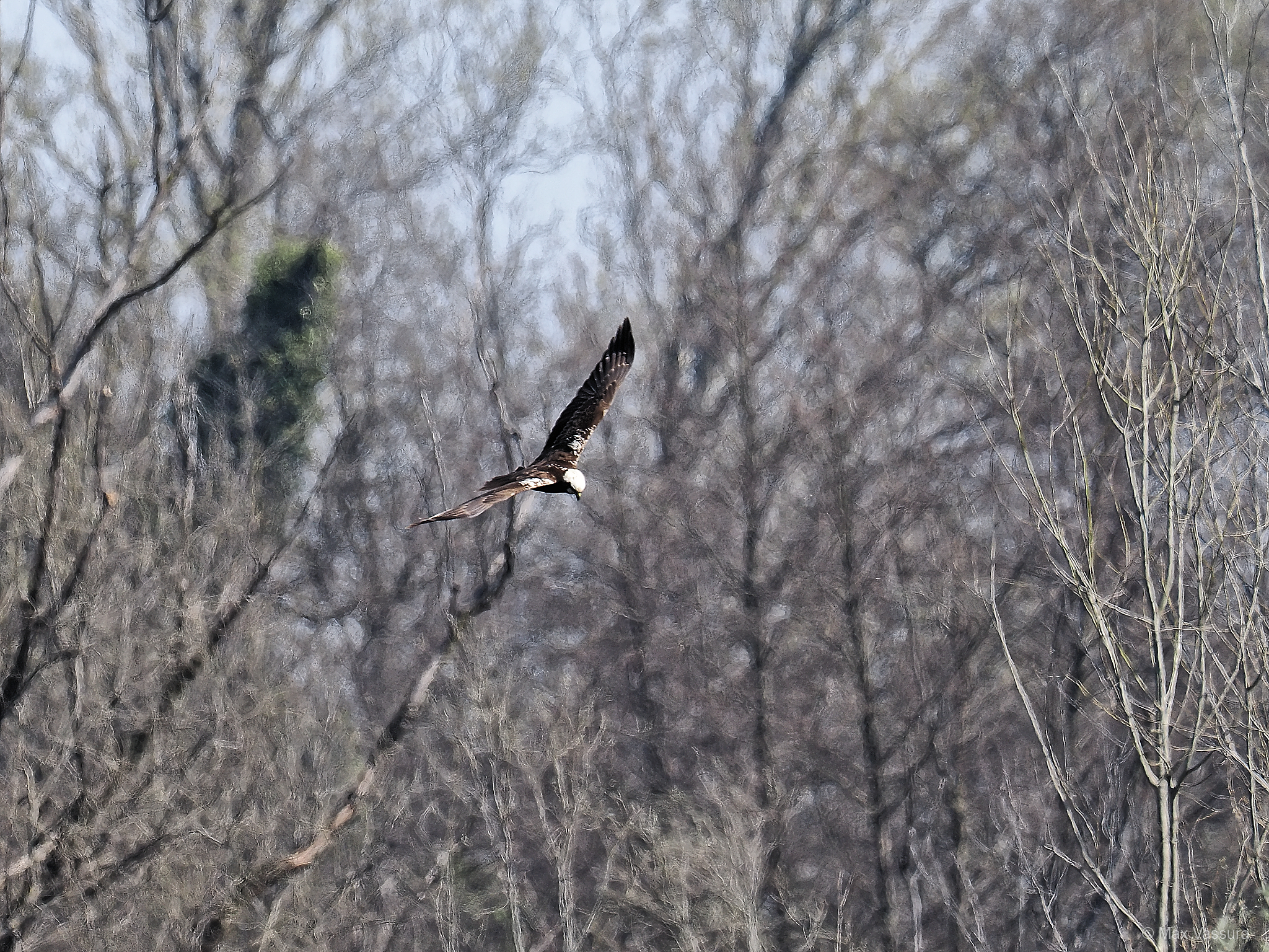Buzzard?