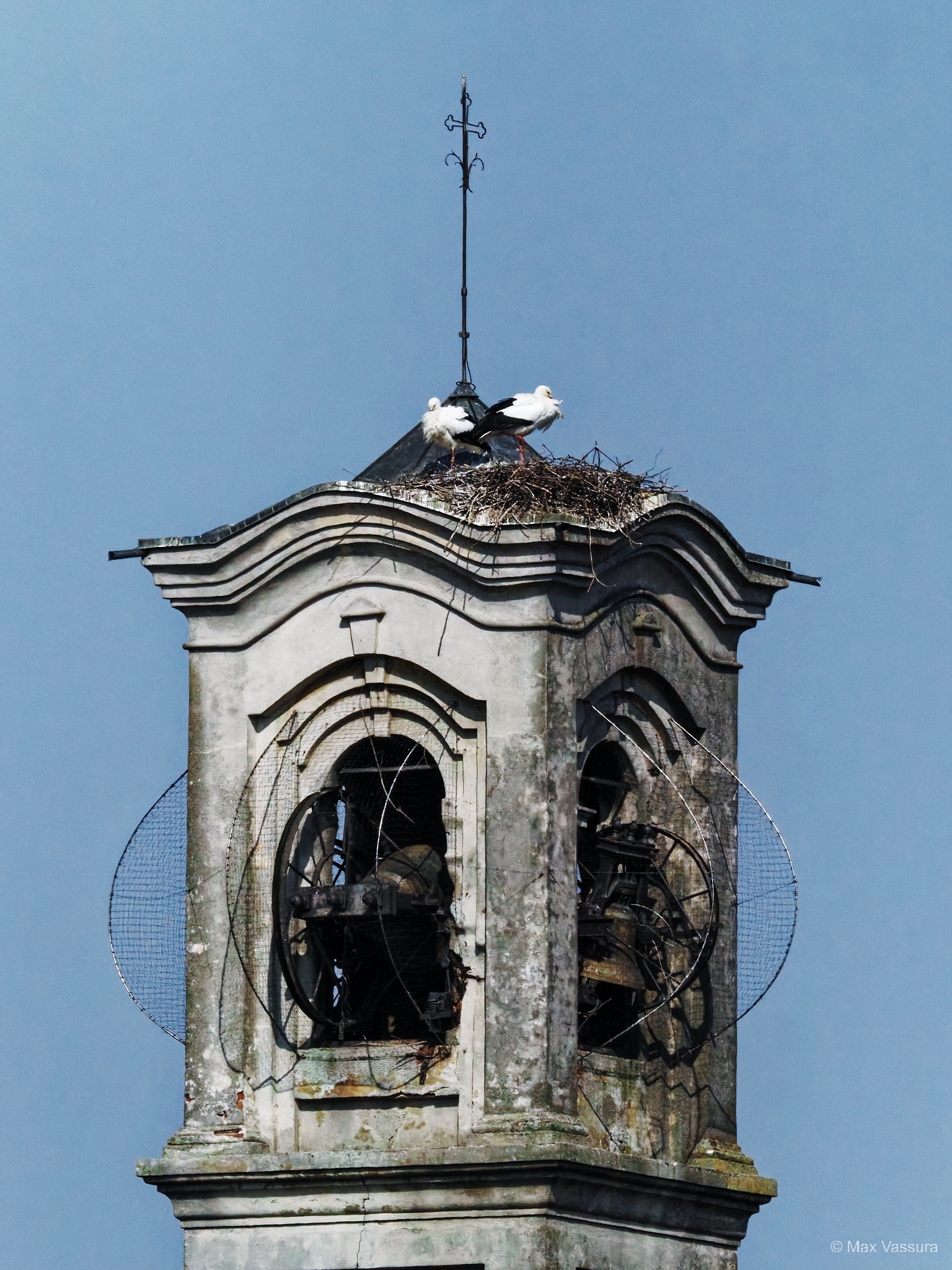 Storks