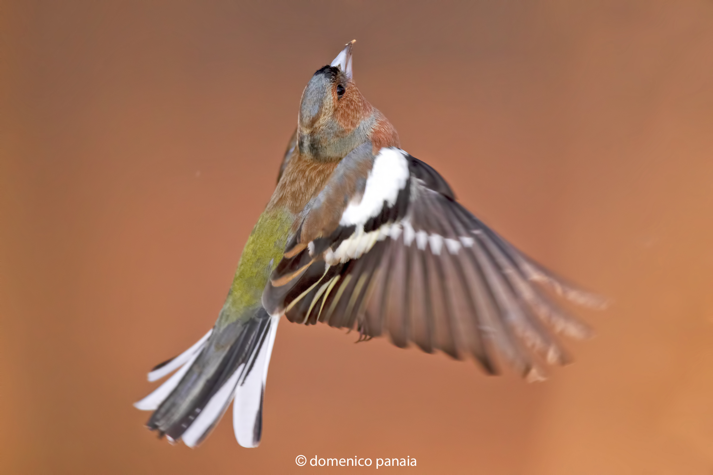 chaffinch