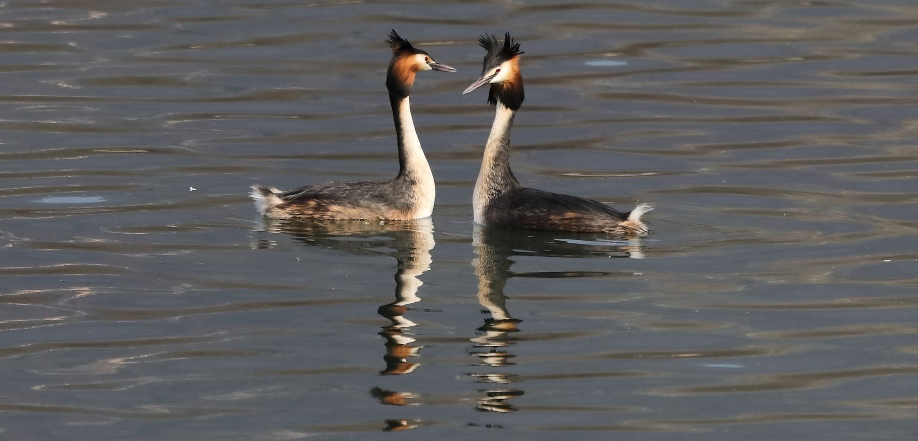 grebes 14-03-2022