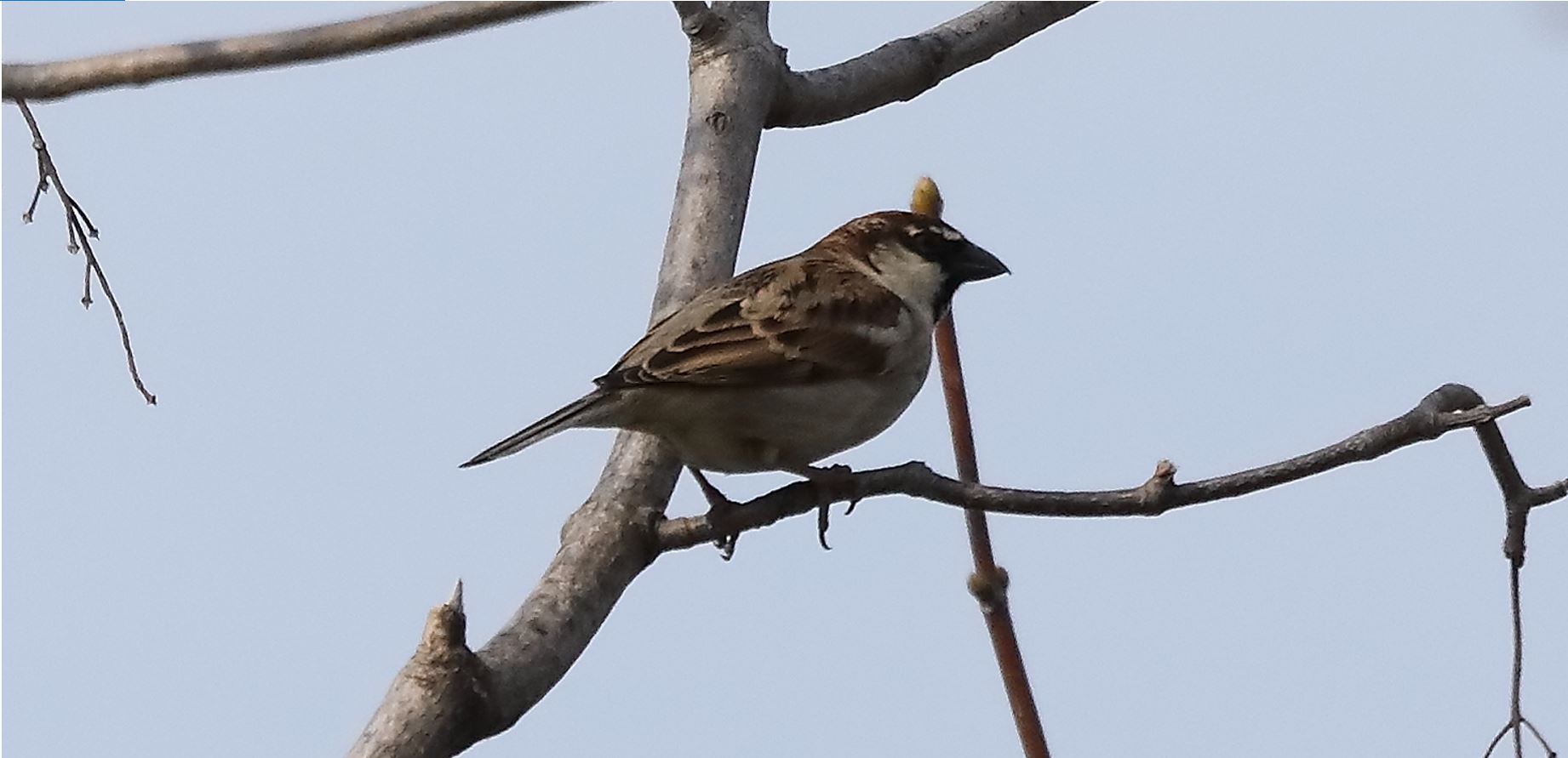 Italian flounder 14-03-2022