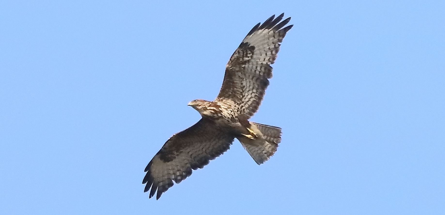 buzzard 10-03-2022