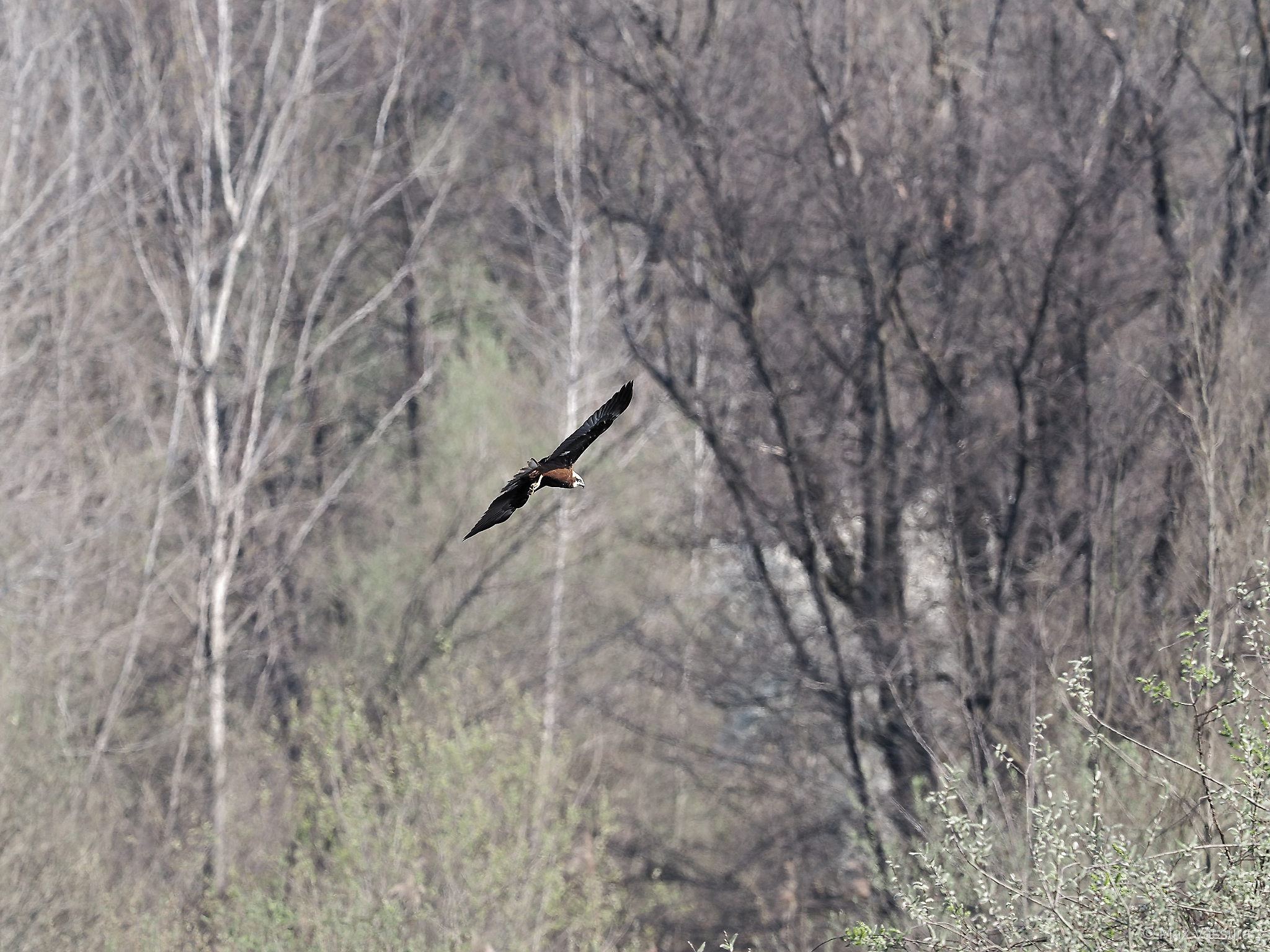 Female marsh harrier