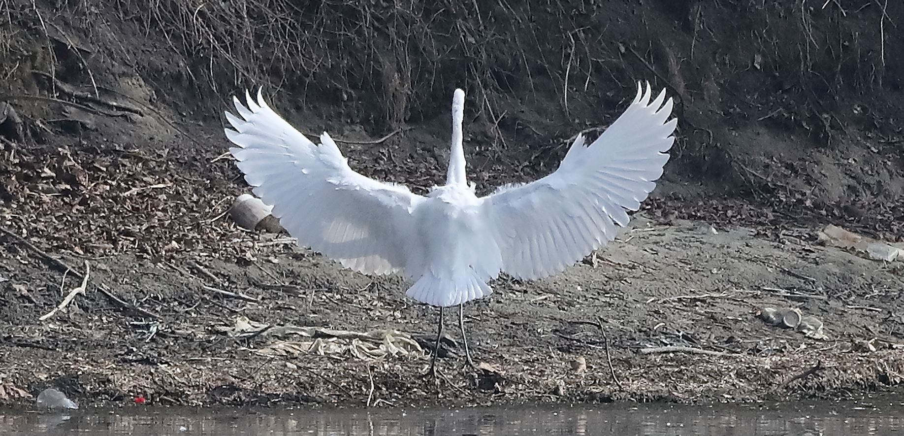 major white 14-03-2022