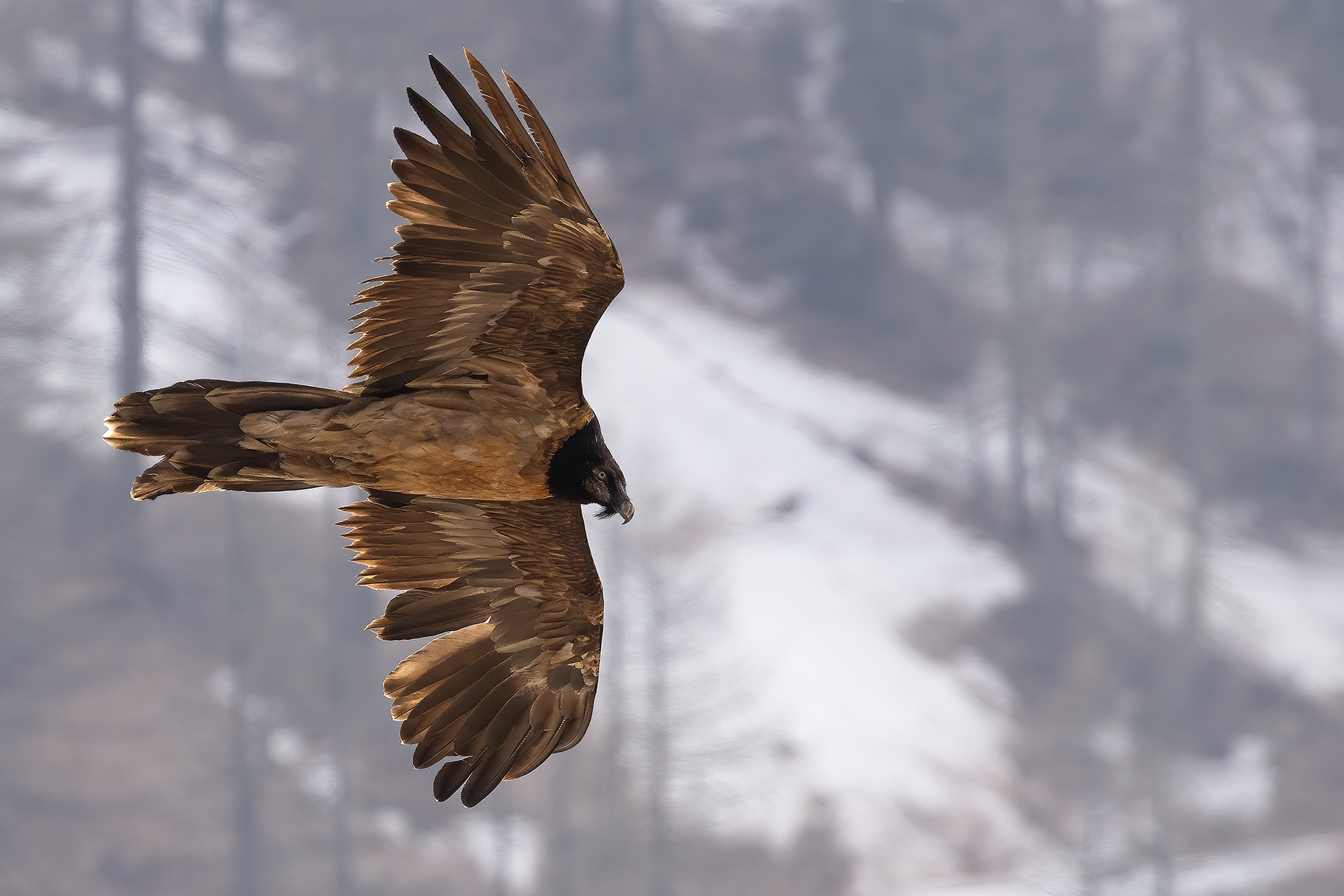 Young Griffin (4 years)