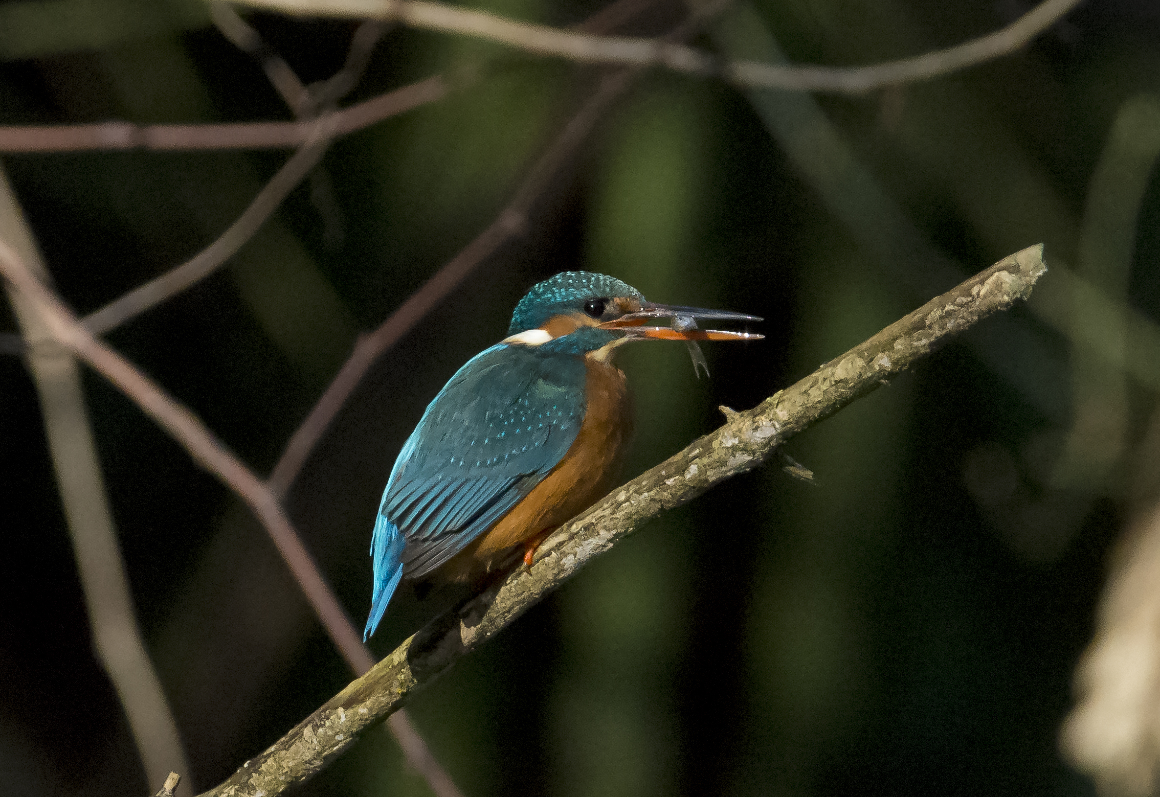 Kingfisher
