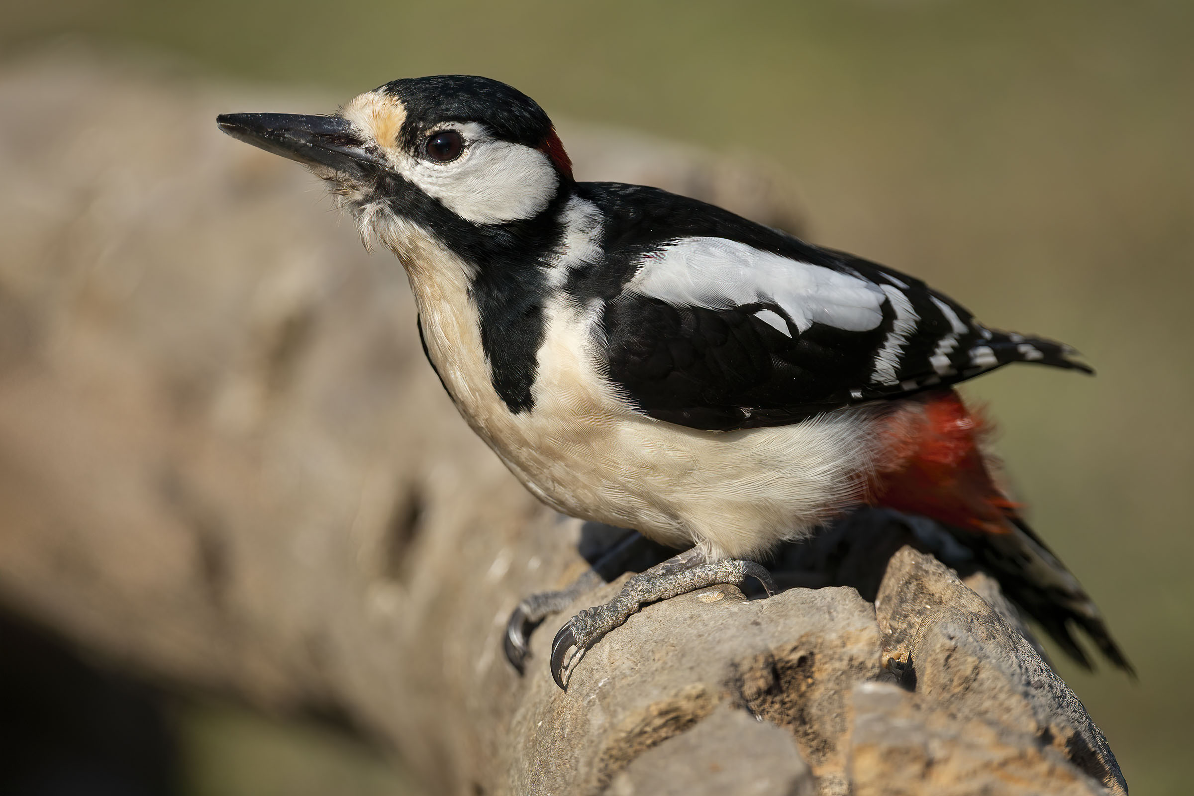 Picchio rosso maggiore
