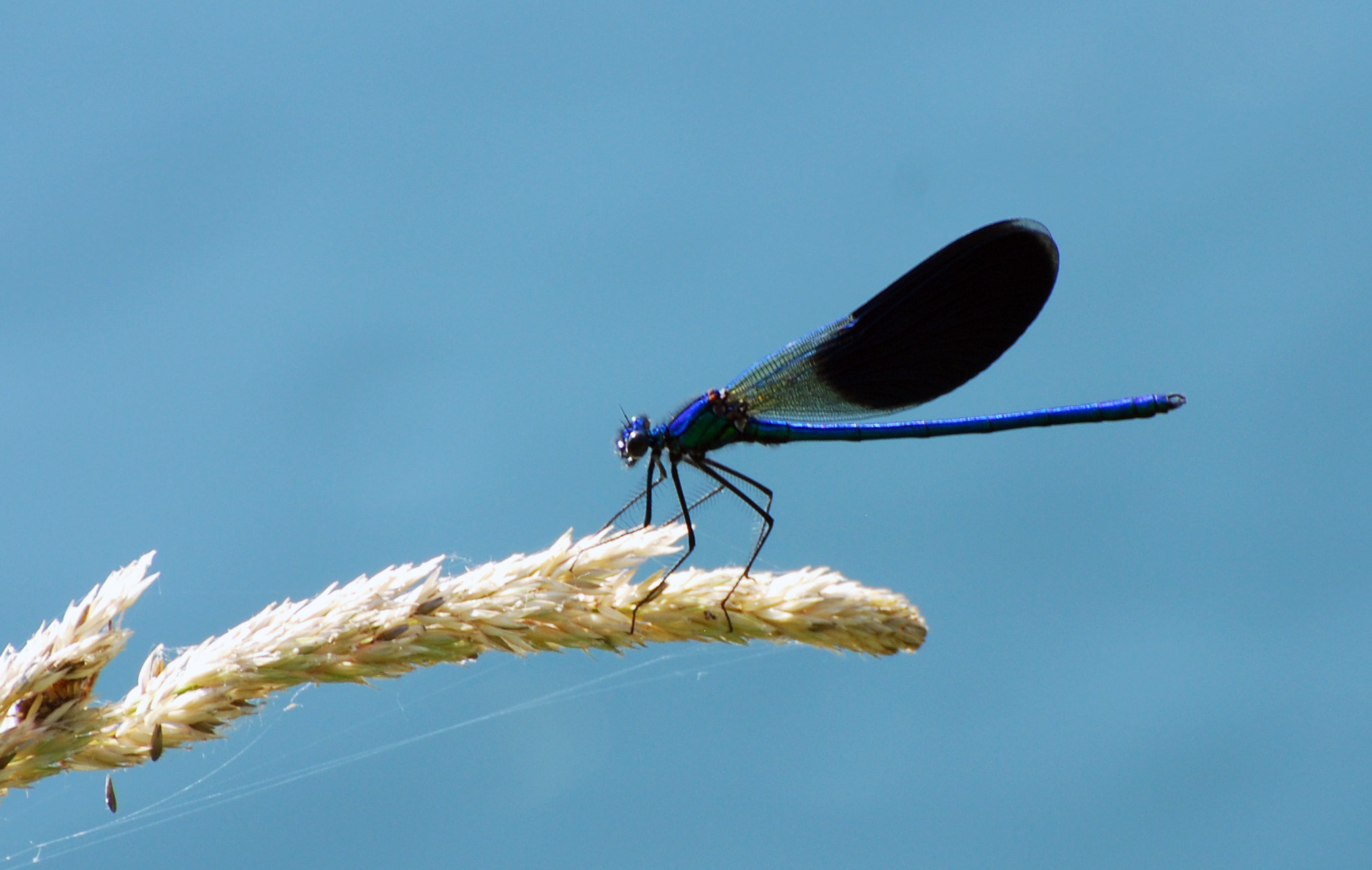 DRAGONFLY