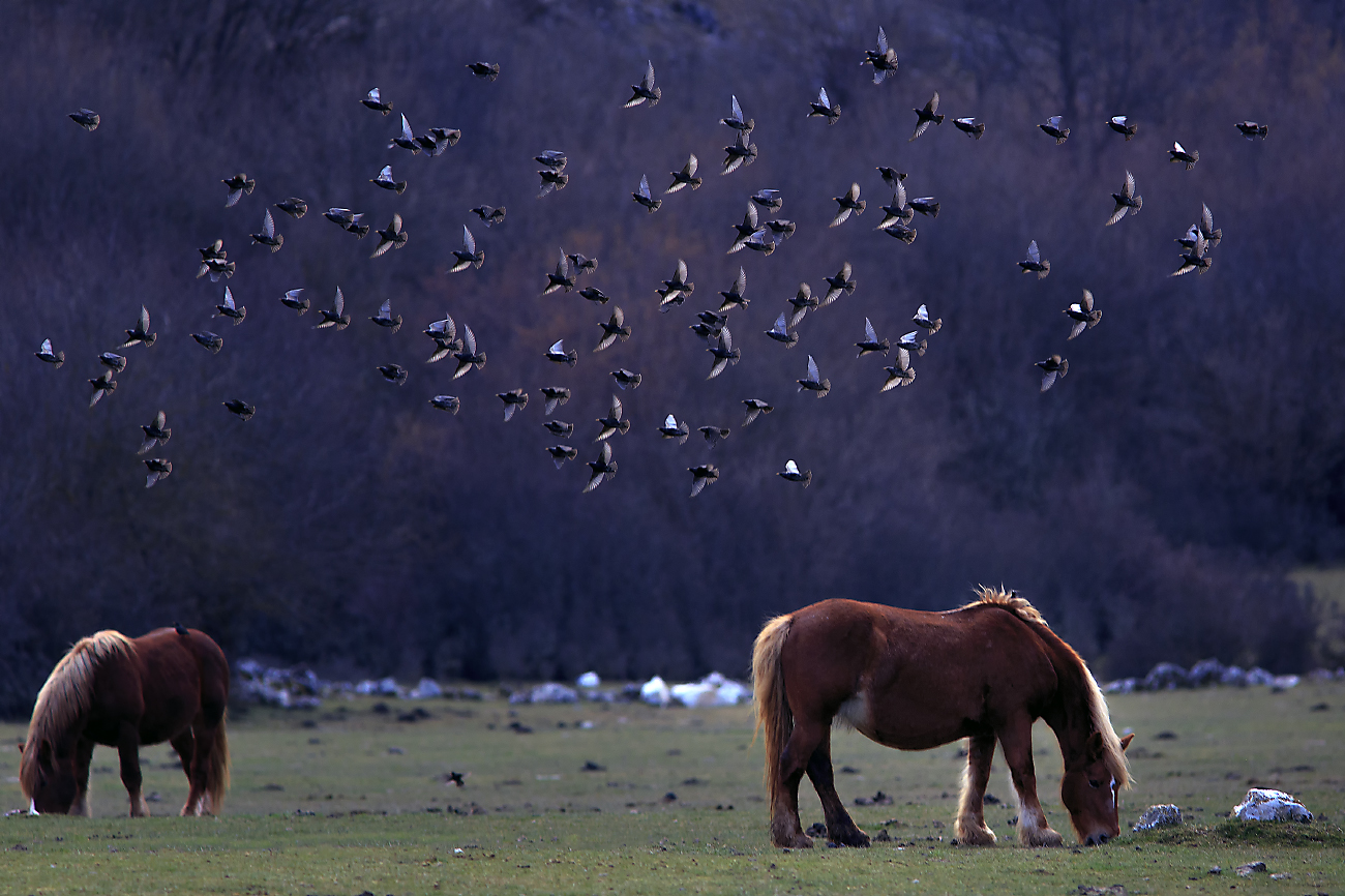 flight