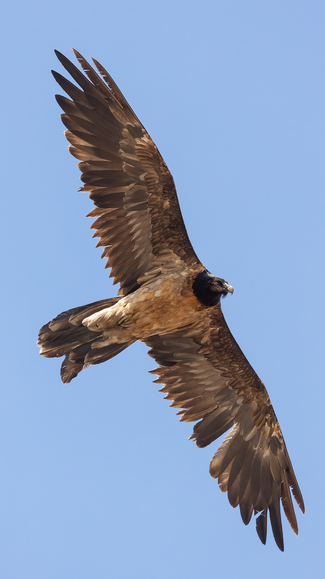 Young bearded vulture