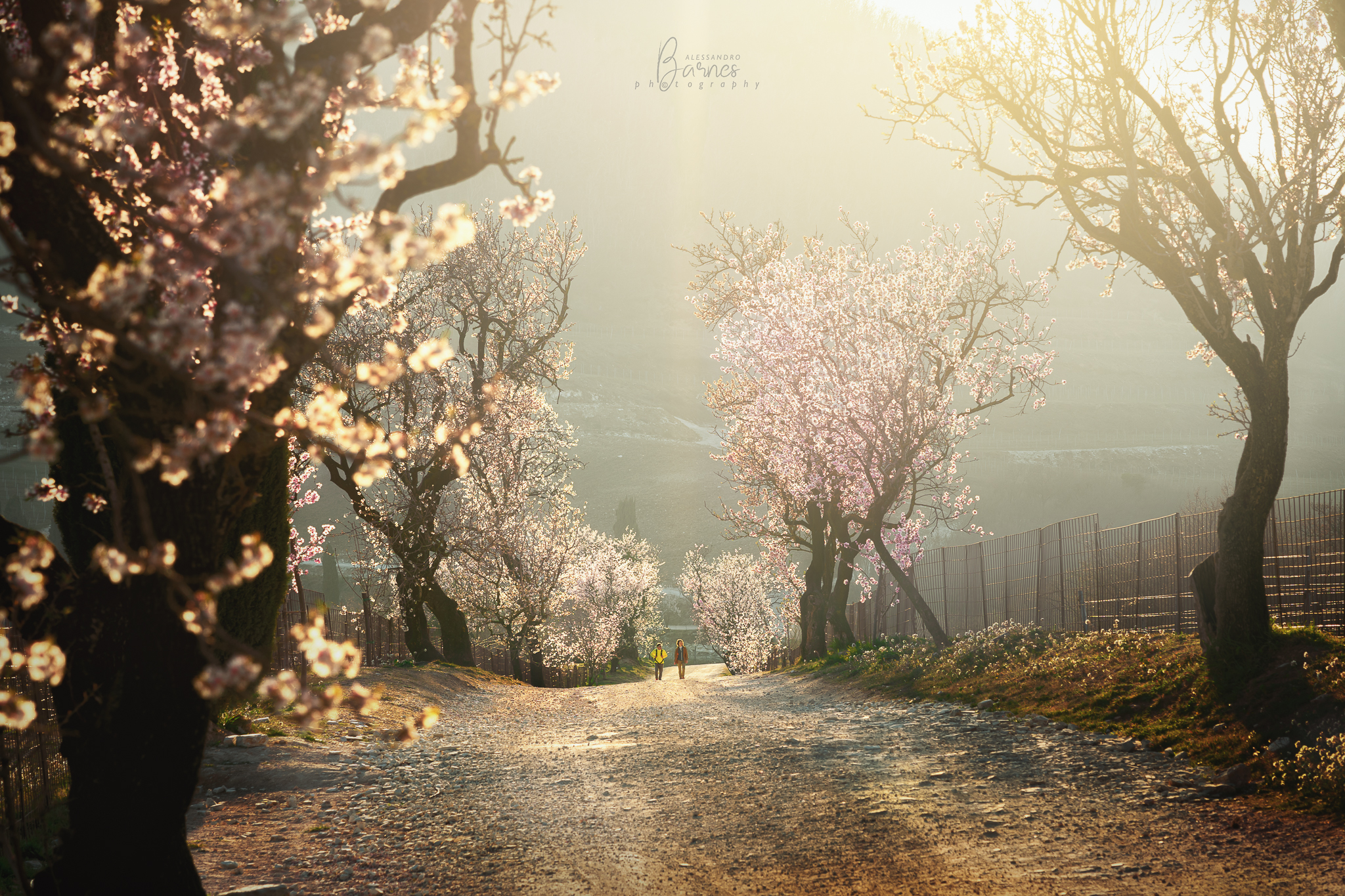 Sentiero dei mandorli -Colli Euganei-