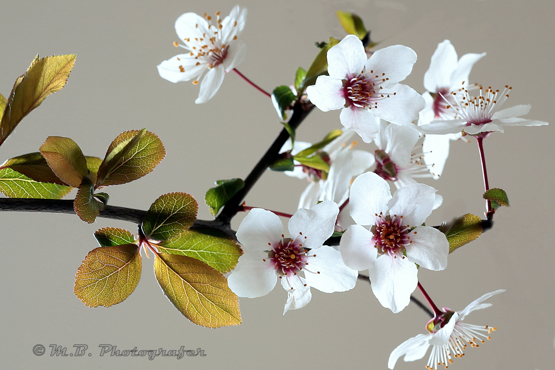....e' arrivata la primavera
