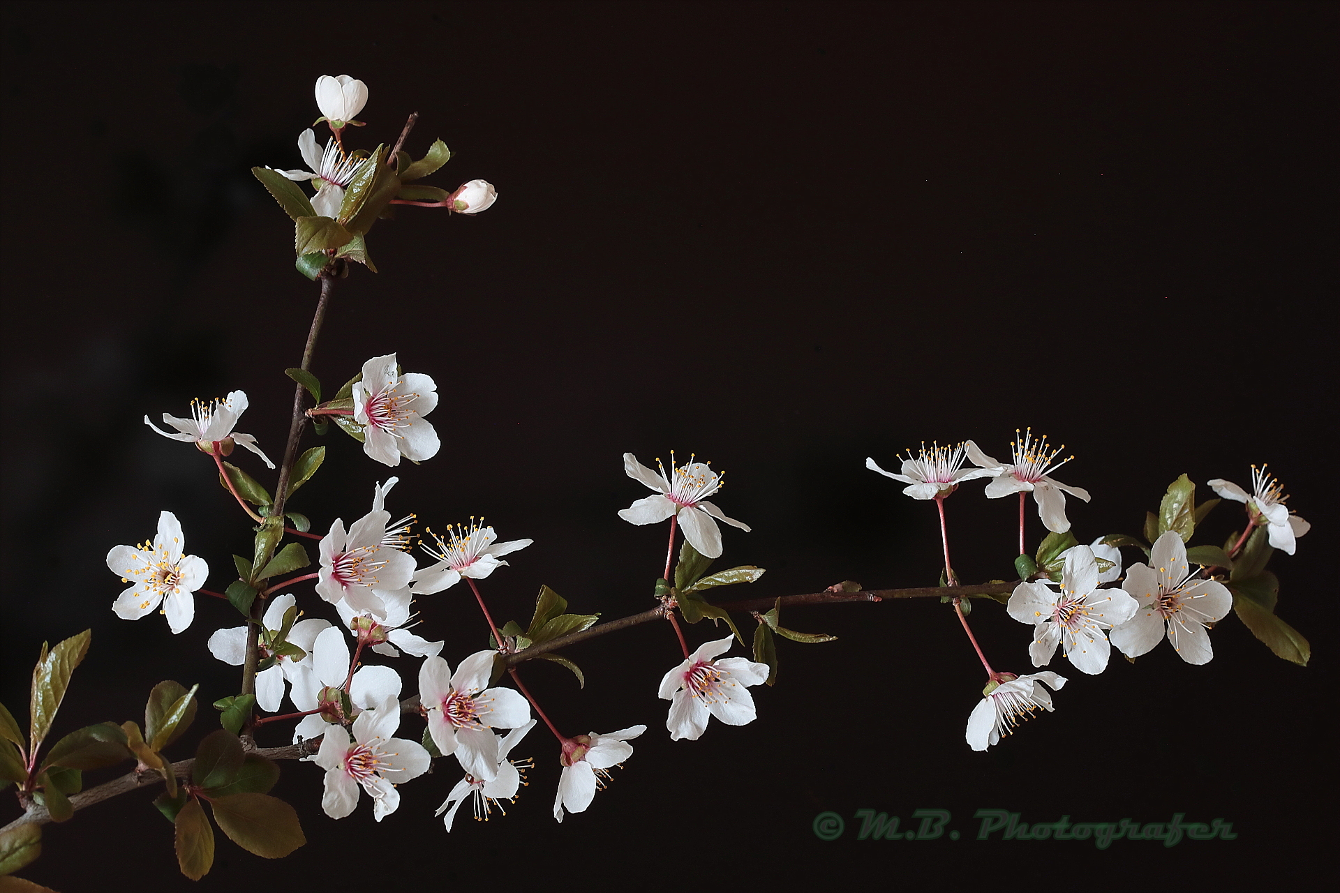 the pleasure of spring