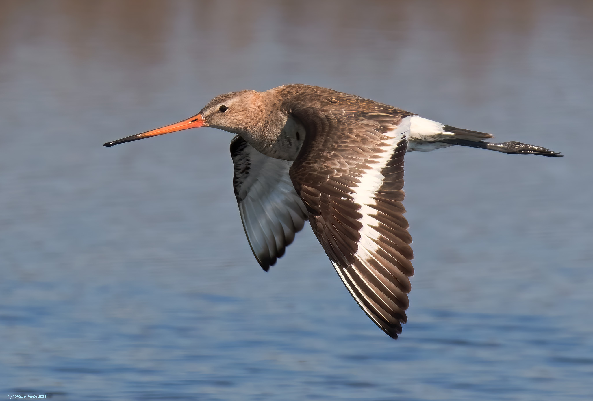 Royal Pittima (Limosa limosa)