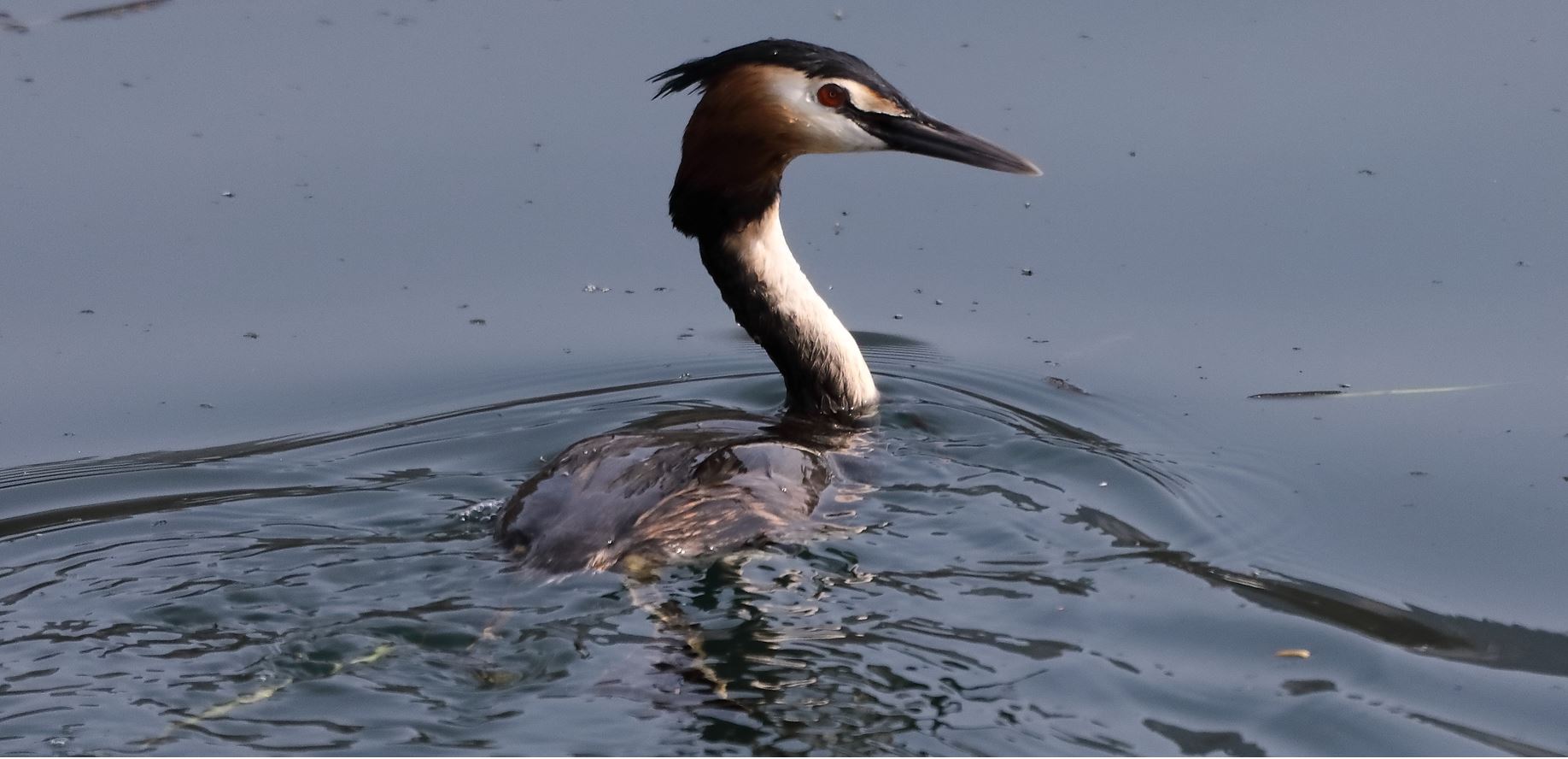 grebe 14-02-2022