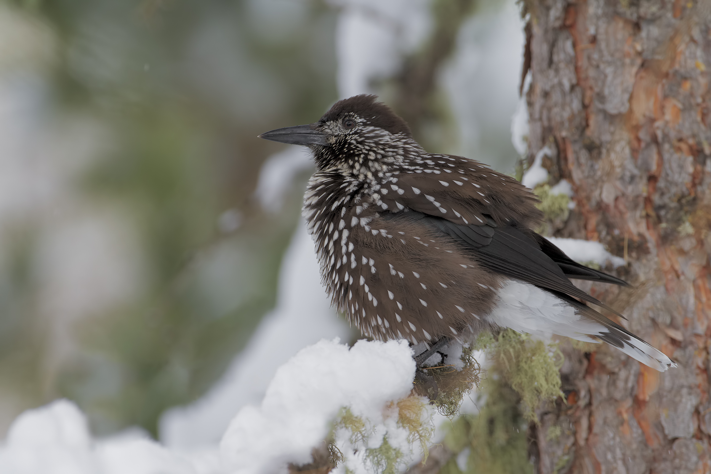 Spotted nutcracker