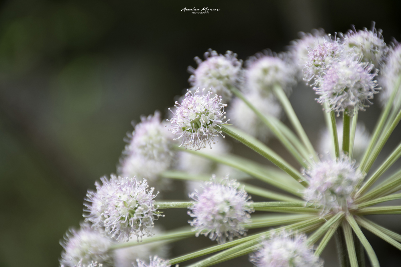 Softness