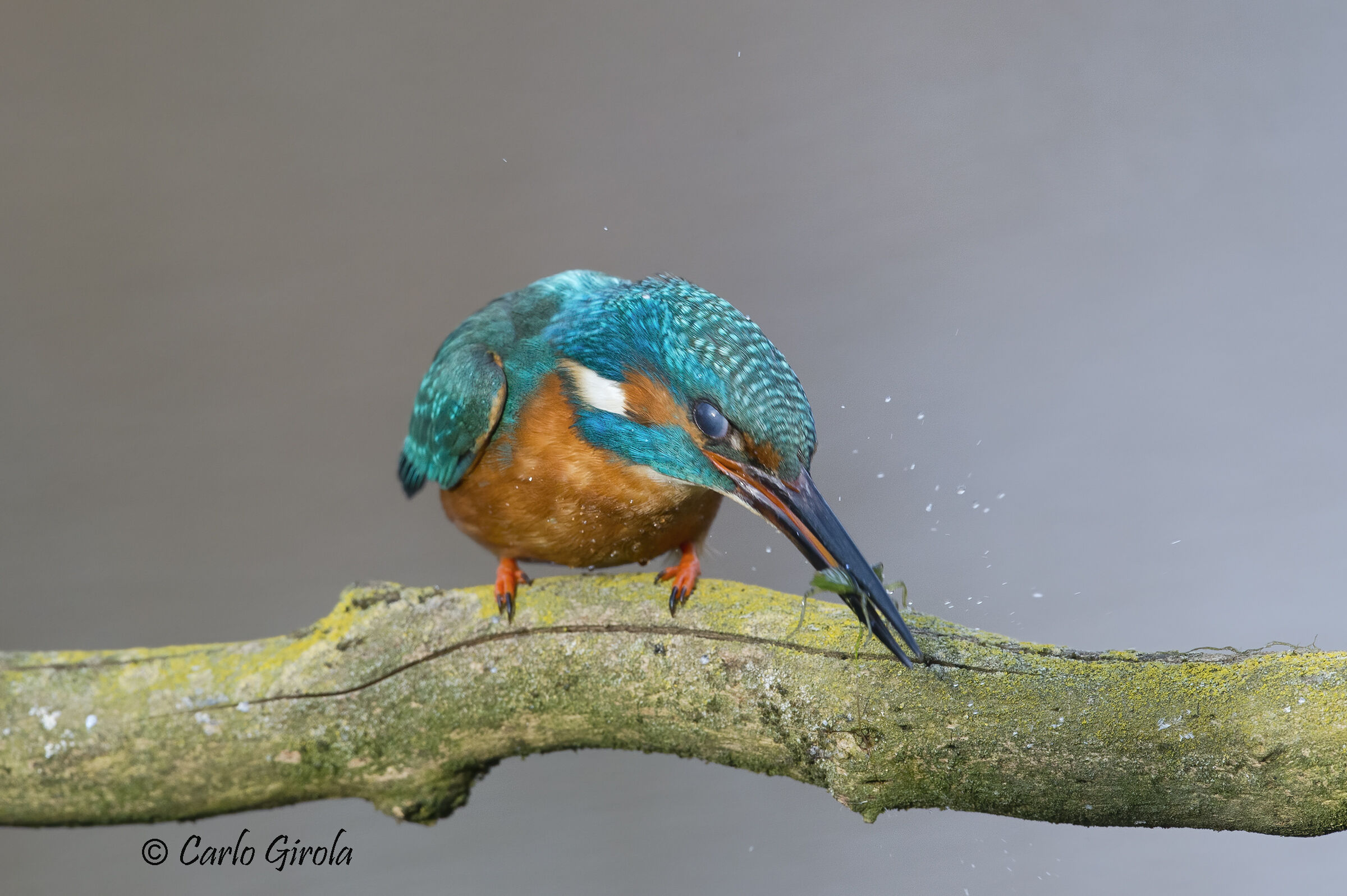 Kingfisher (Alcedo atthis)