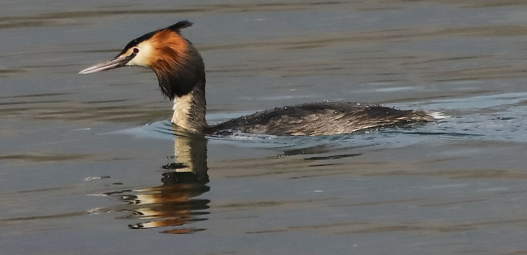 grebe 14-03-2022