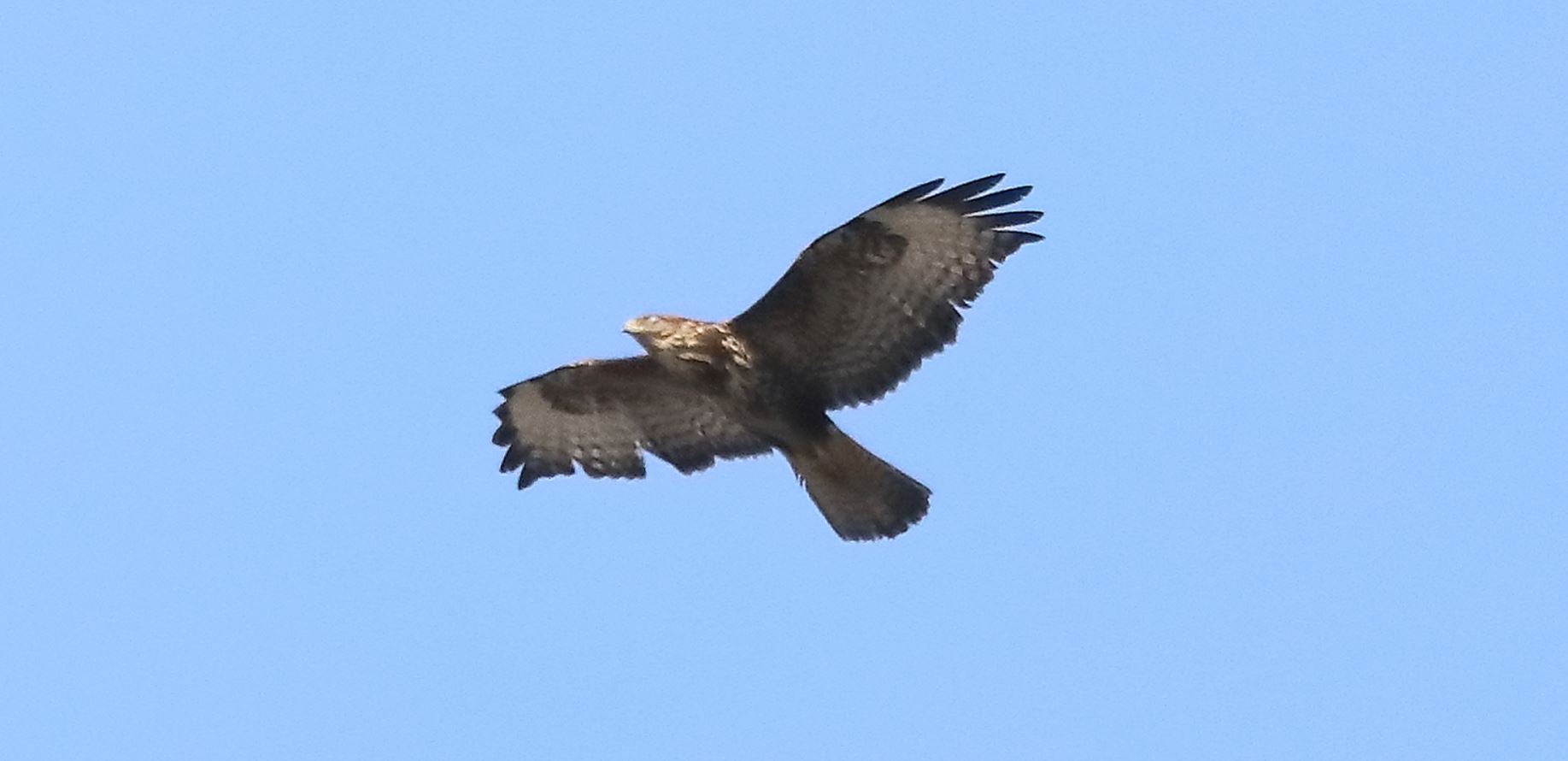 buzzard 10-03-2022