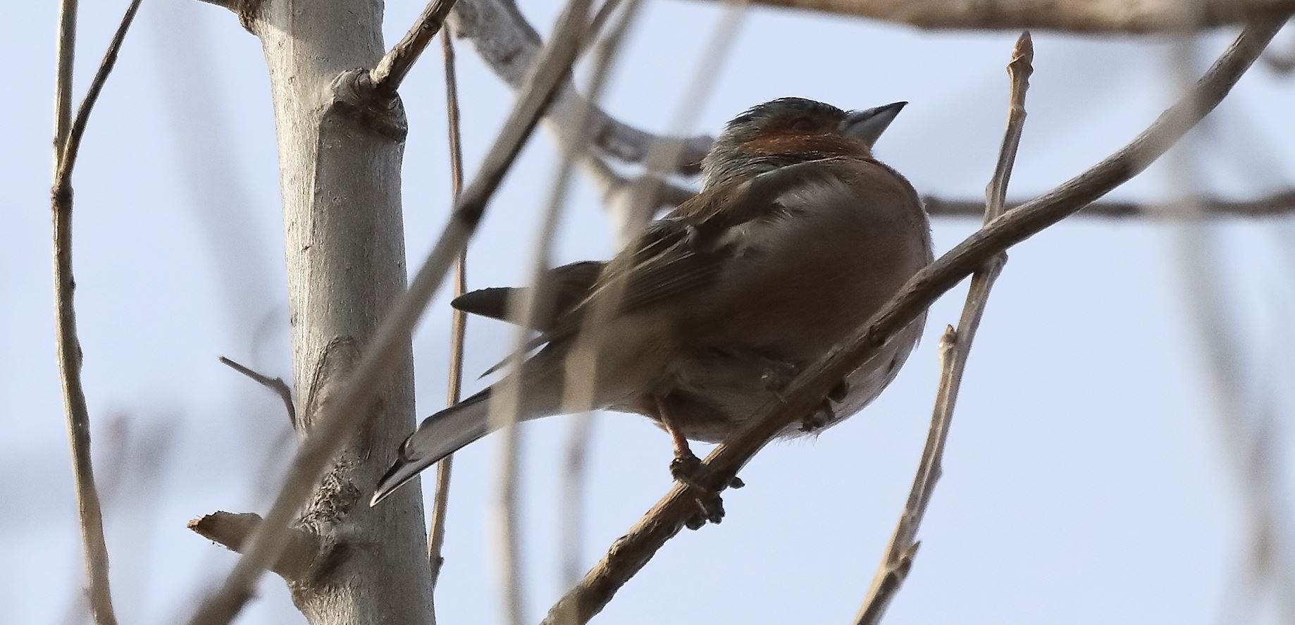 chaffinch 14-03-2022