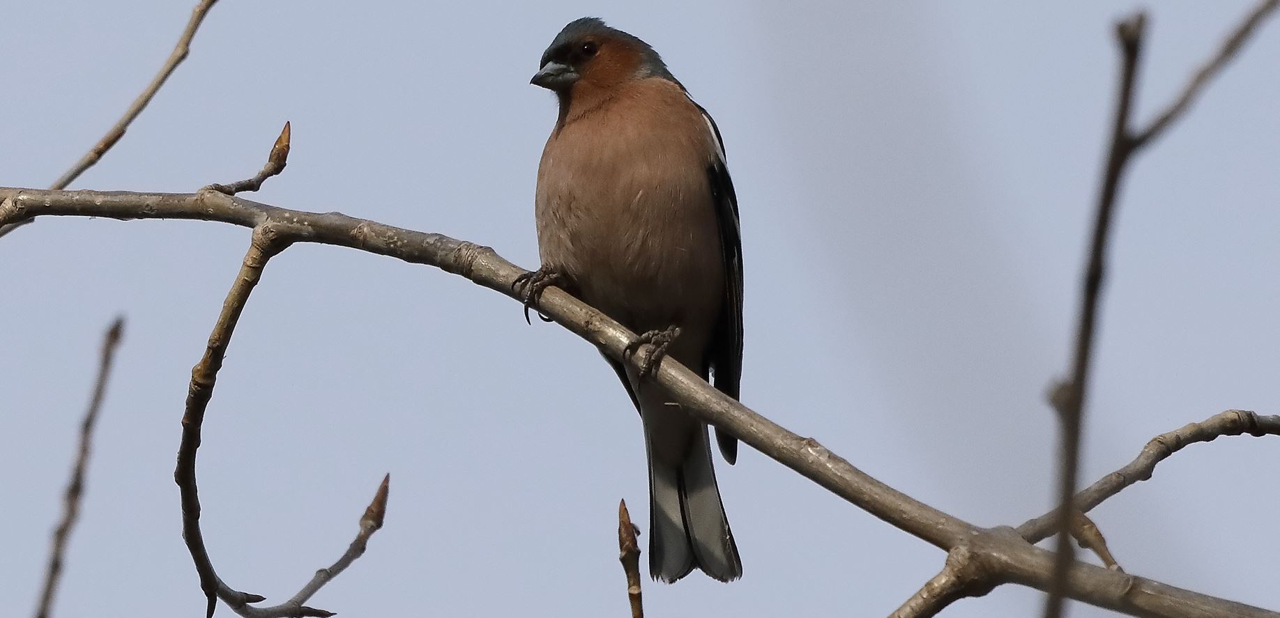chaffinch 14-03-2022