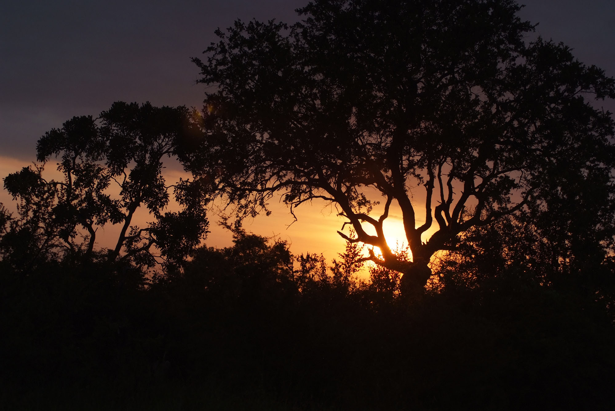African Sunset