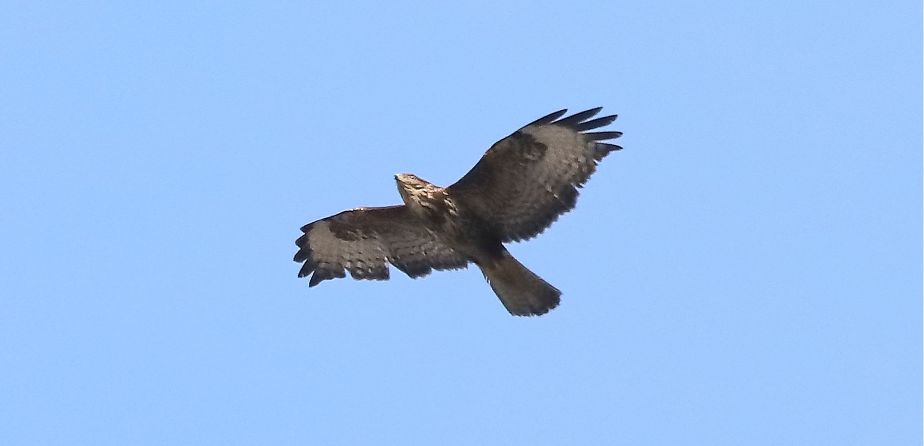 buzzard 10-03-2022